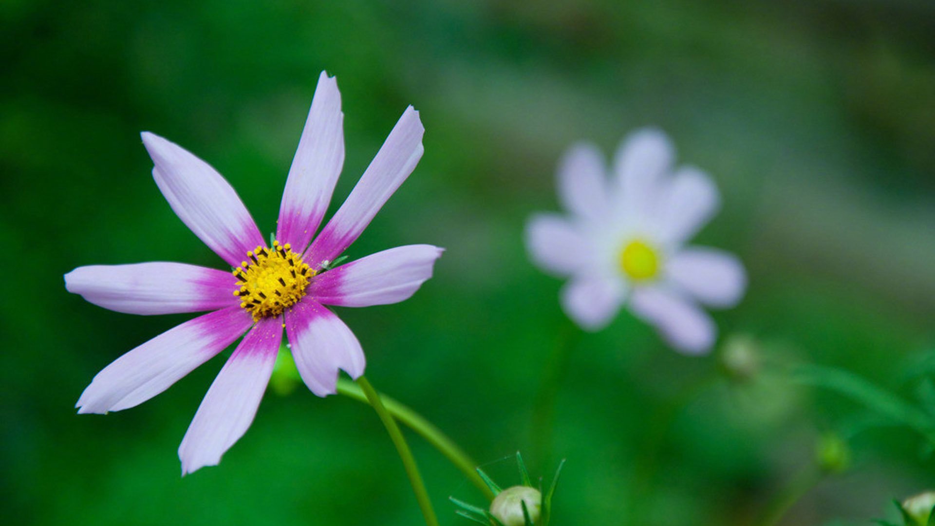 护眼壁纸,绿色,护眼,植物,花卉