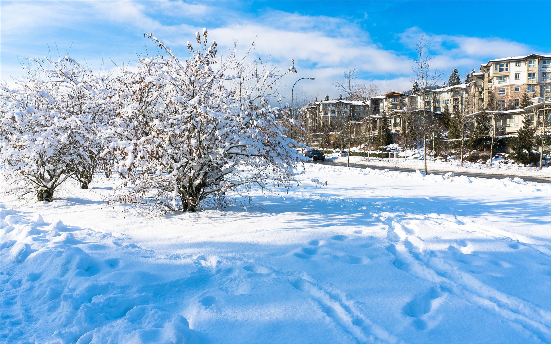 冰天雪地,冬季,唯美,雪景,日本雪景