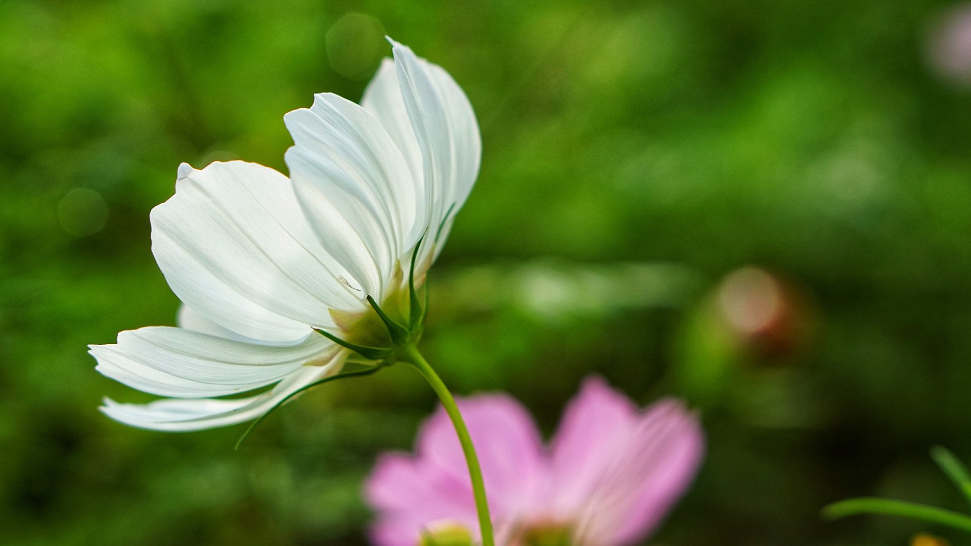 护眼壁纸,绿色,护眼,植物,花卉
