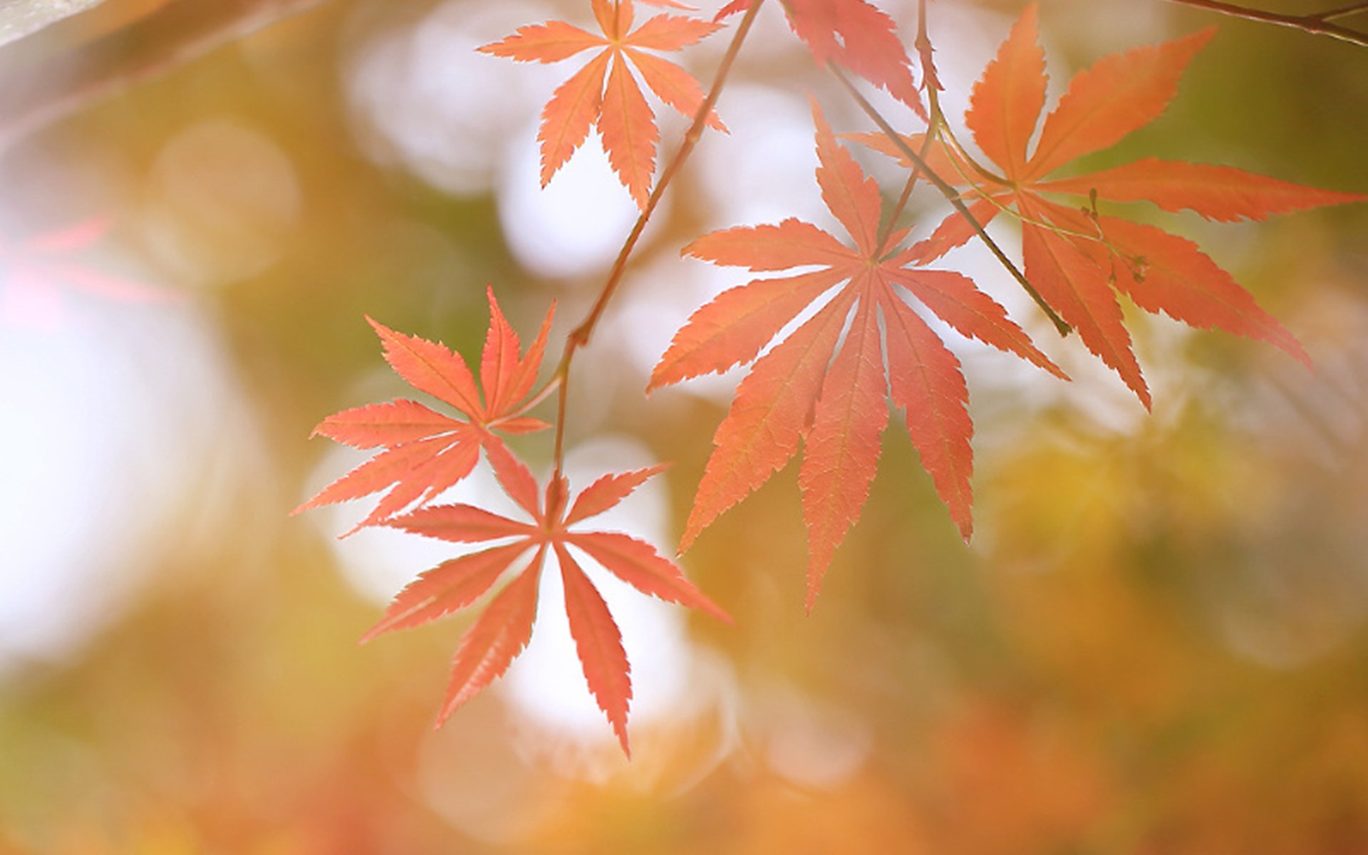 清新淡雅,唯美秋叶,意境