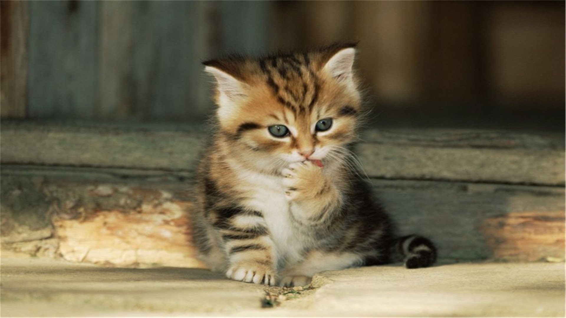 喵星人,萌宠小喵咪,呆萌