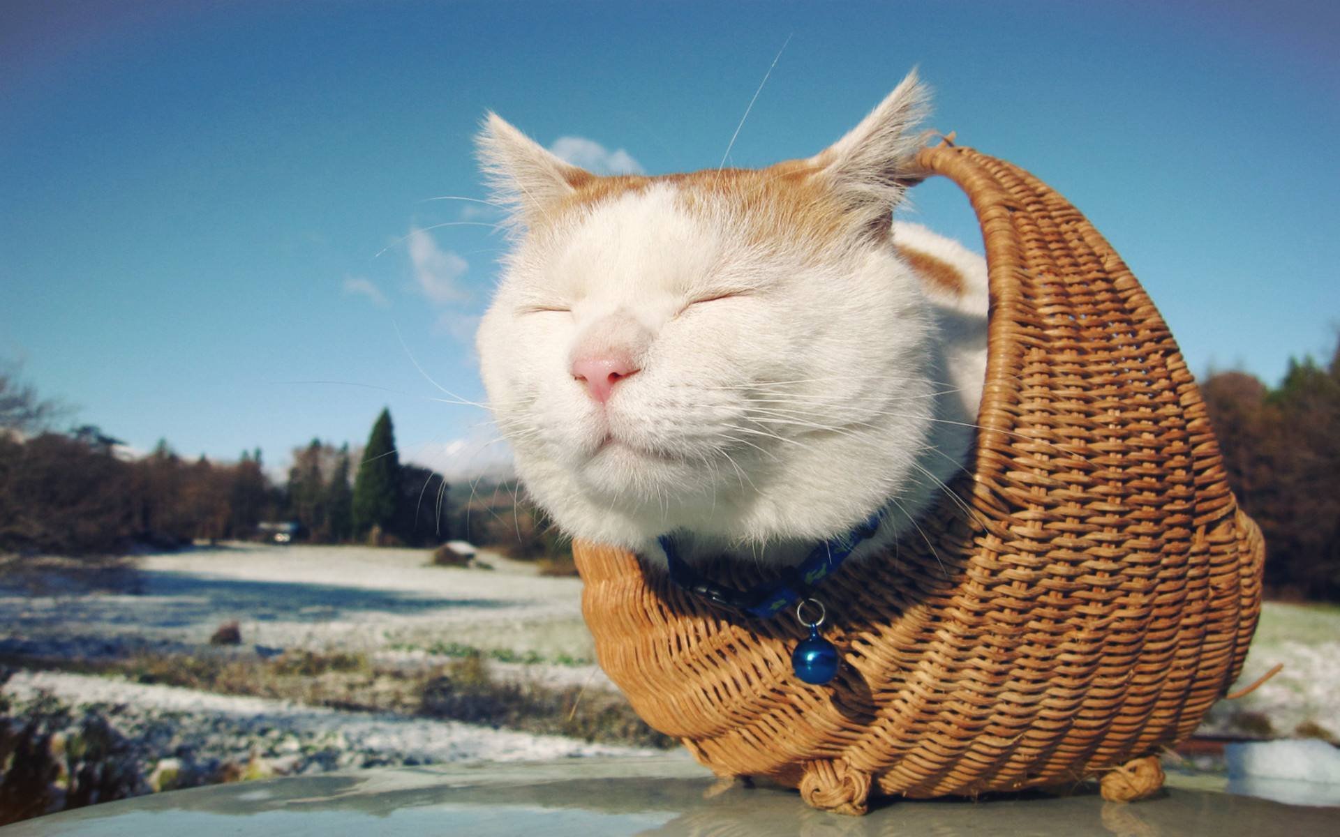 喵星人,萌宠小喵咪,呆萌