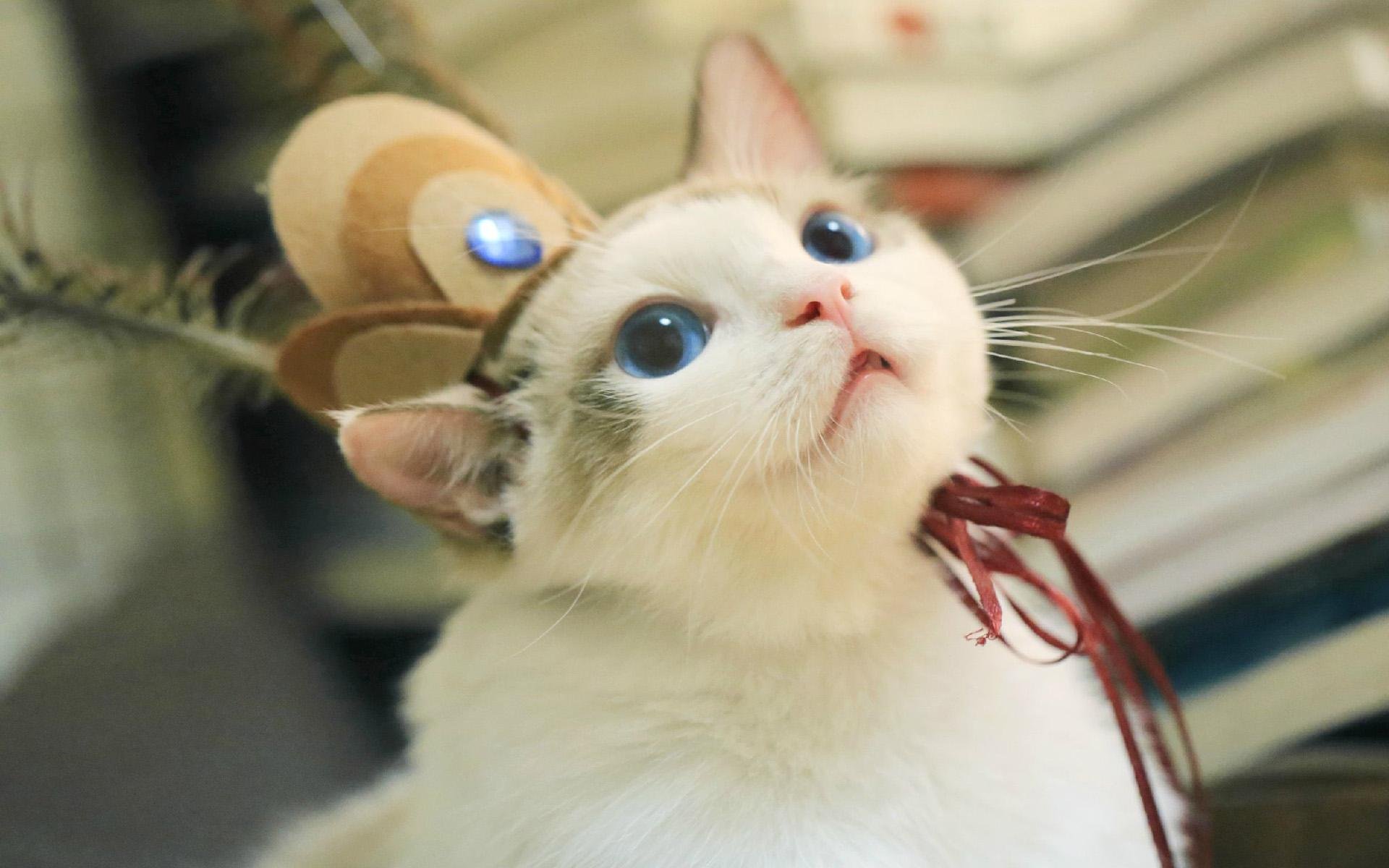 喵星人,萌宠小喵咪,呆萌