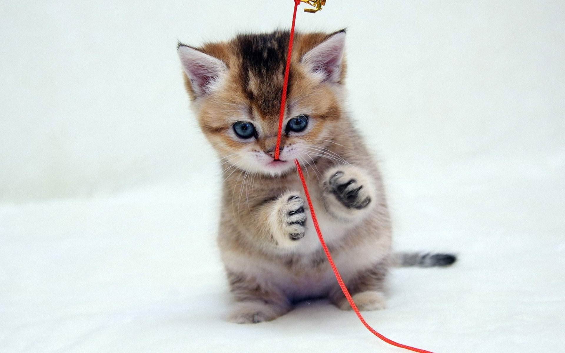 喵星人,萌宠小喵咪,呆萌