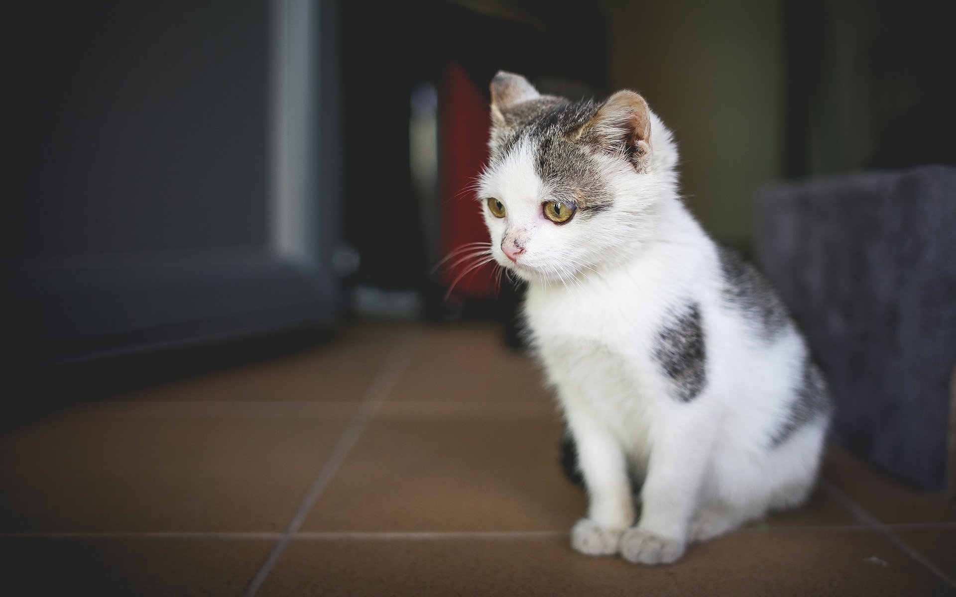 喵星人,萌宠小喵咪,呆萌