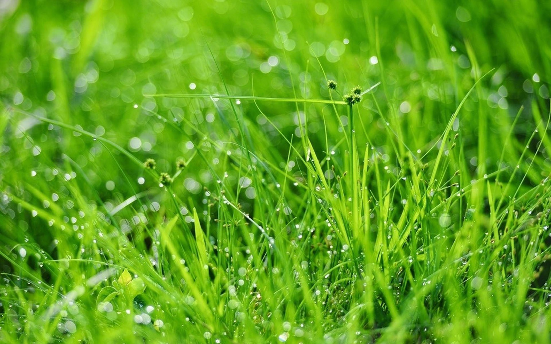 护眼壁纸,绿色,护眼,高清,植物,狗尾巴草