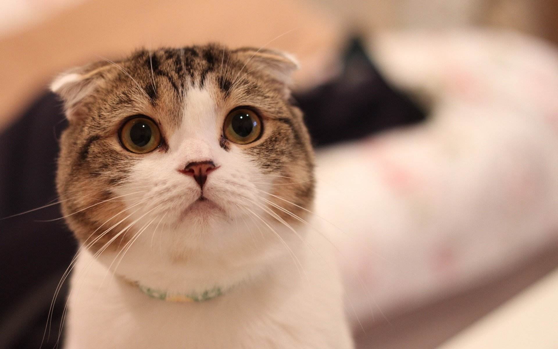 喵星人,萌宠小喵咪,呆萌