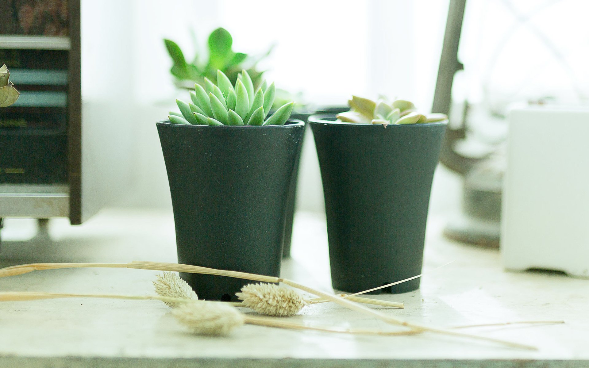 静物写真,简洁,盆栽,绿色,植物,养眼