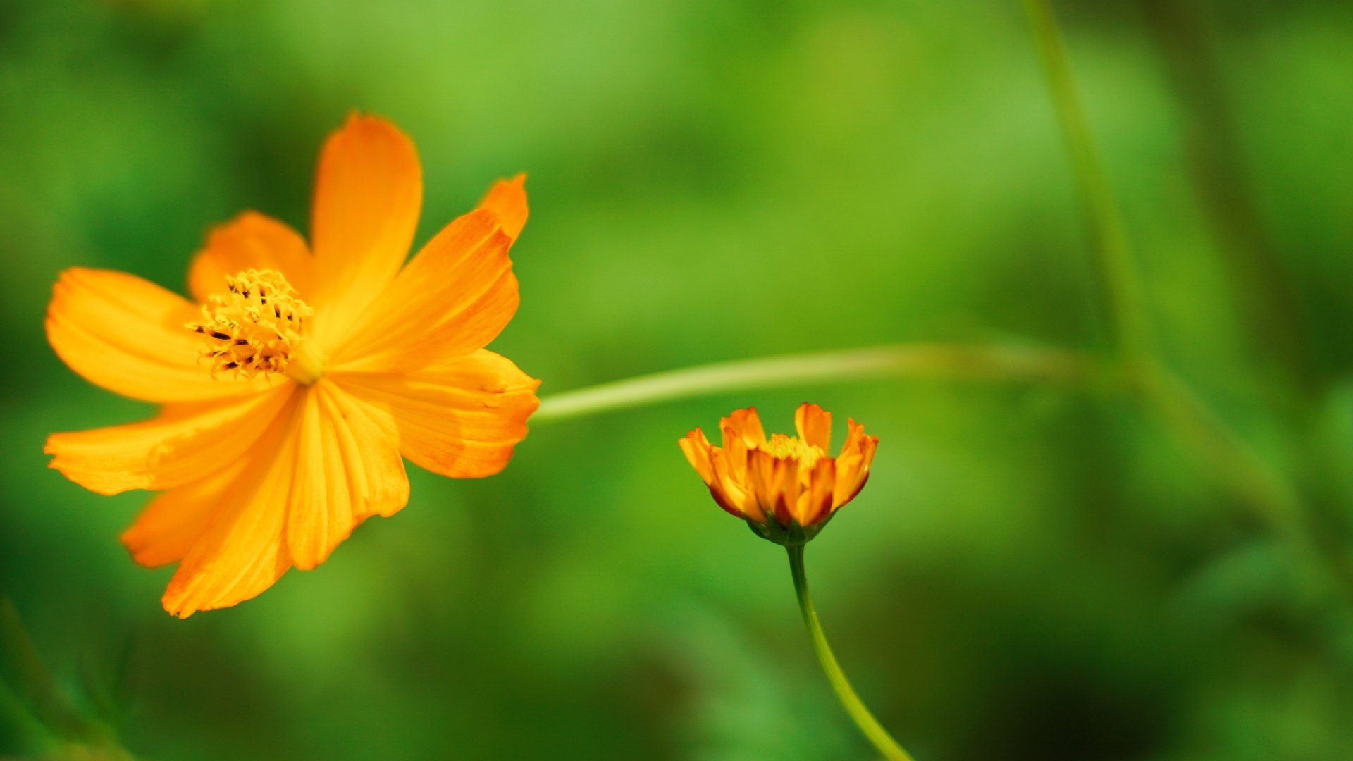 护眼壁纸,绿色,护眼,植物,花卉