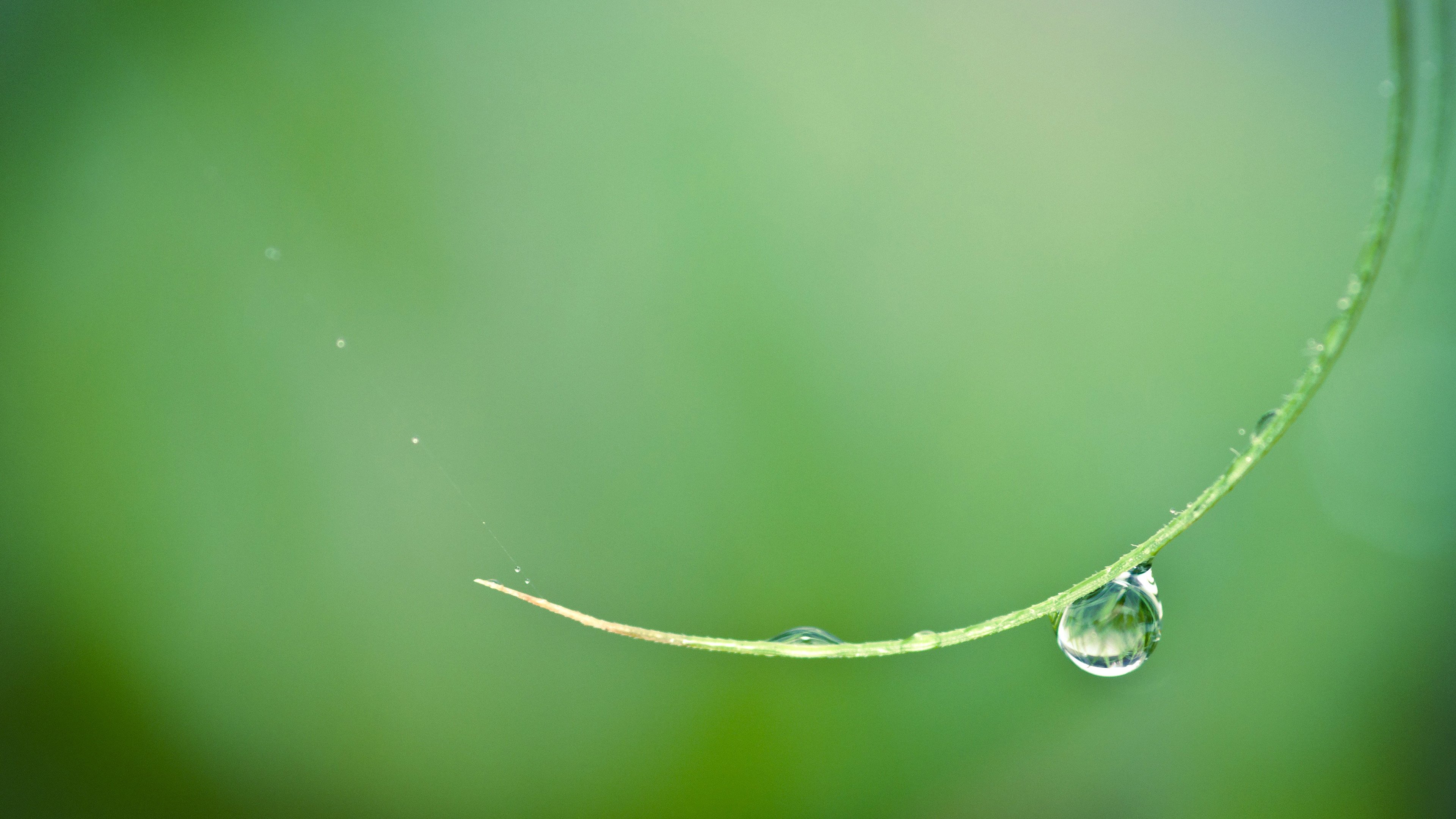 护眼壁纸,露珠,清晨,绿色,希望