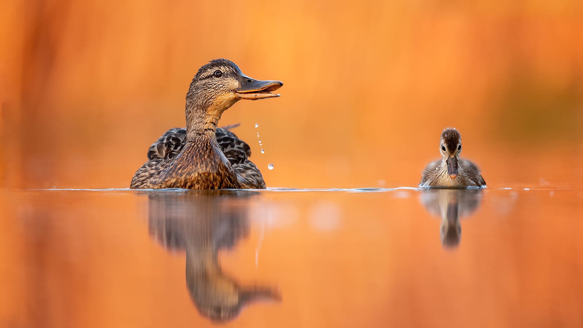 小鸟天地,鸭子,湖水,高清