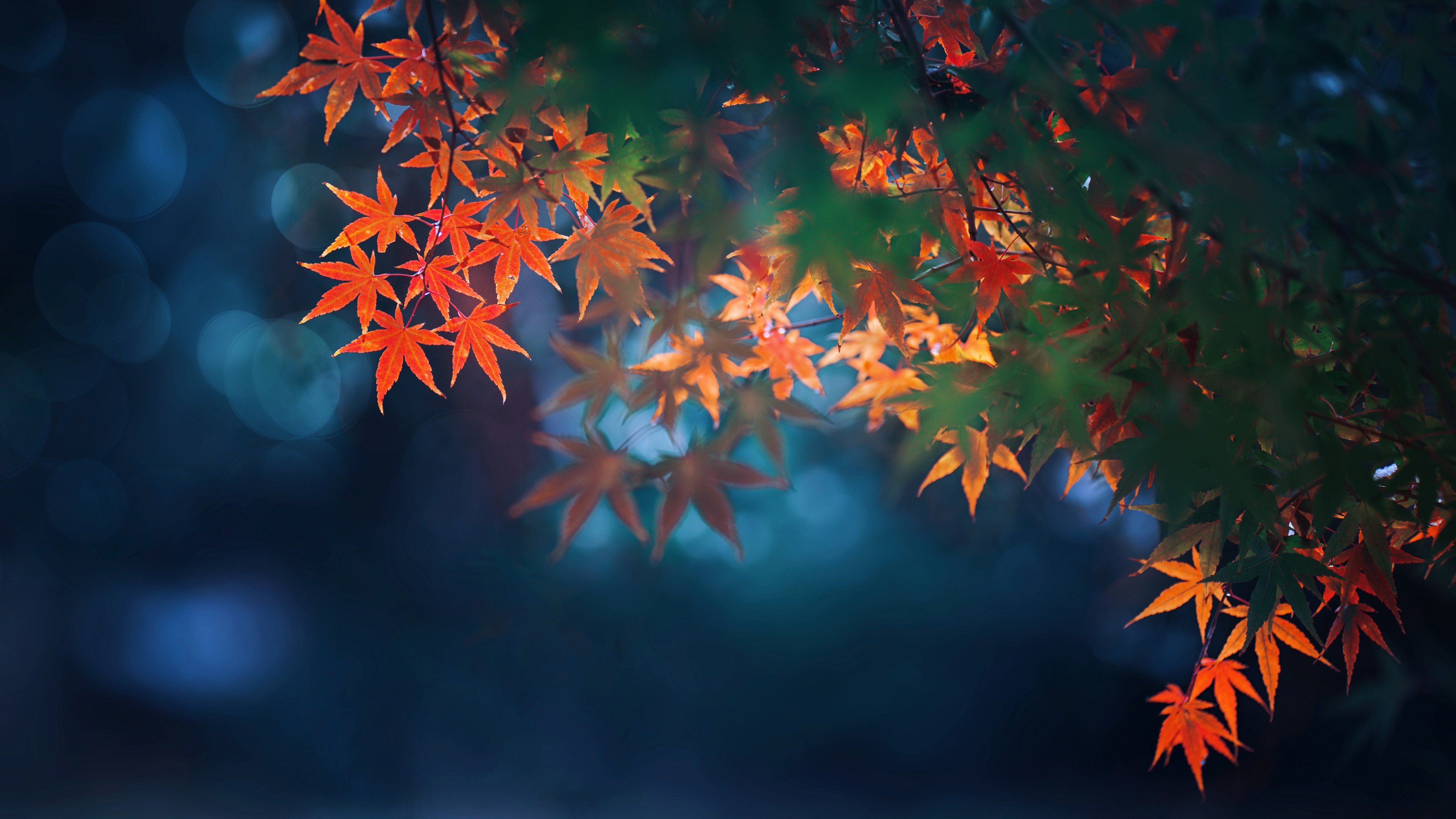 护眼壁纸,枫树,秋天,树叶