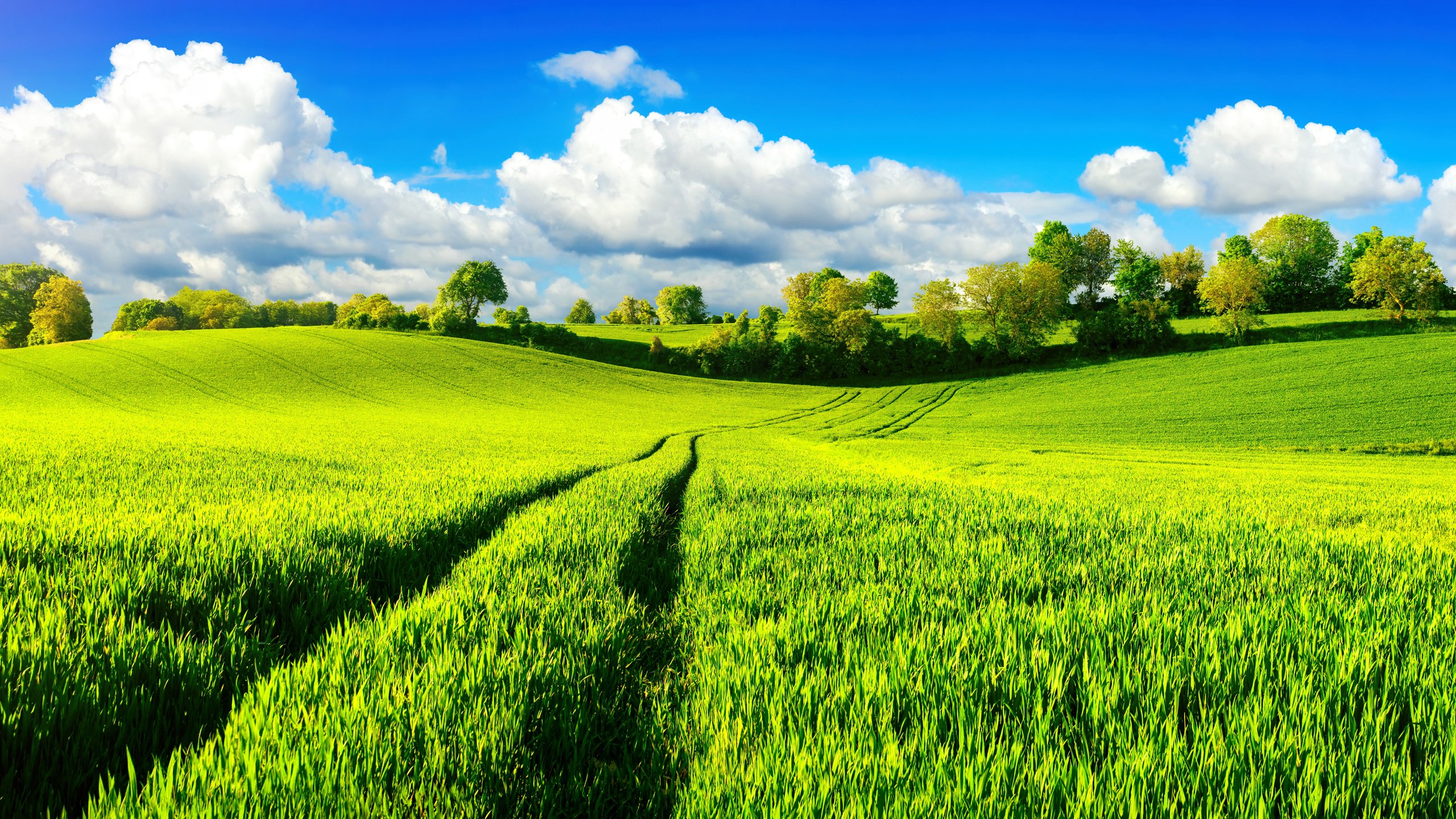 春意盎然,绿,田野,蓝天,白云,郊外