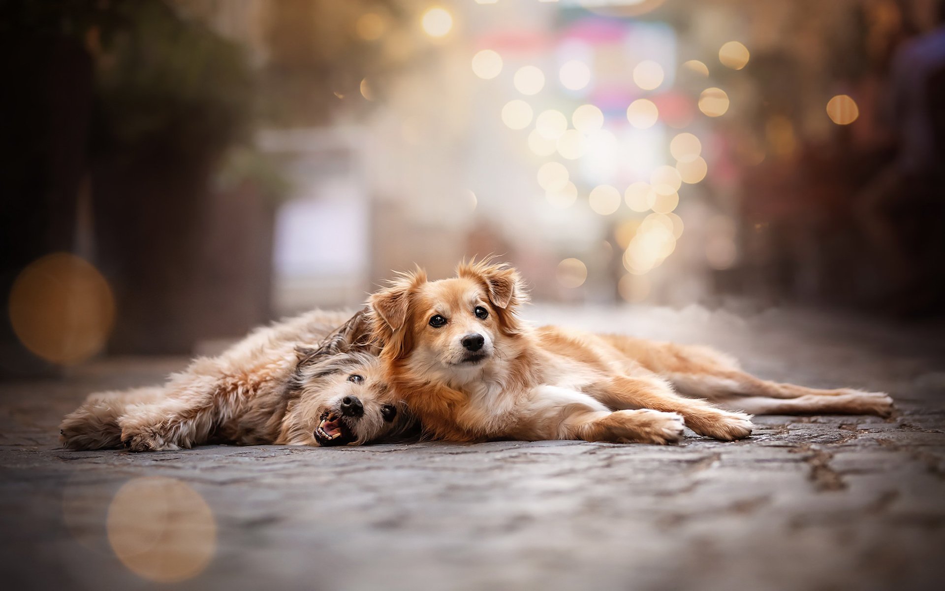 汪星人,安静的小狗,可爱,呆萌