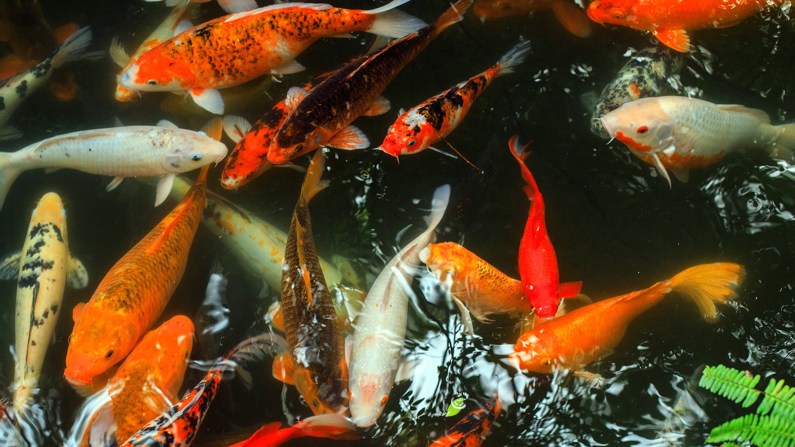 海底世界,锦鲤,池塘,好运气