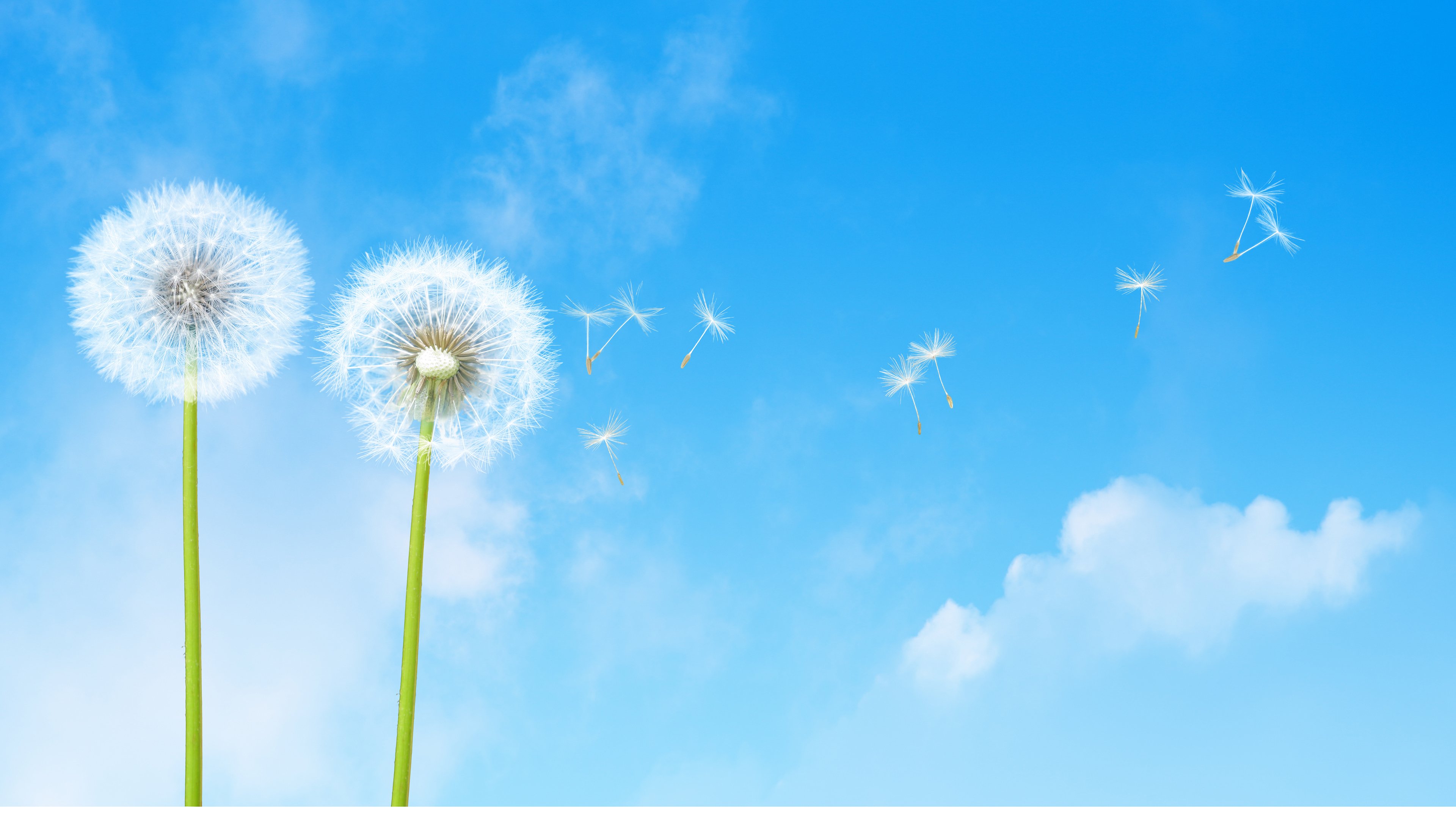 蒲公英,蓝天,白云