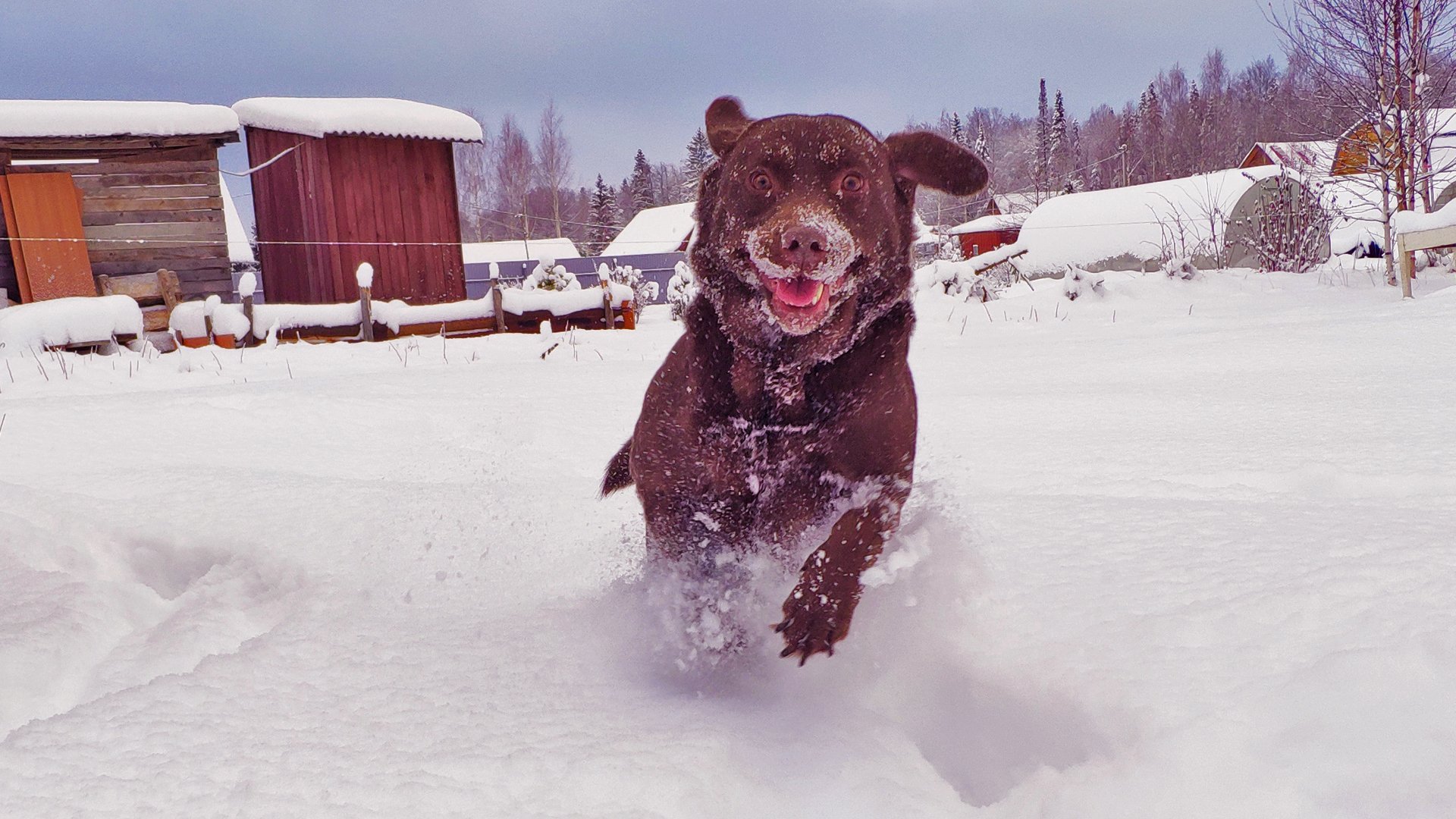 汪星人,雪地,奔跑,开心狗