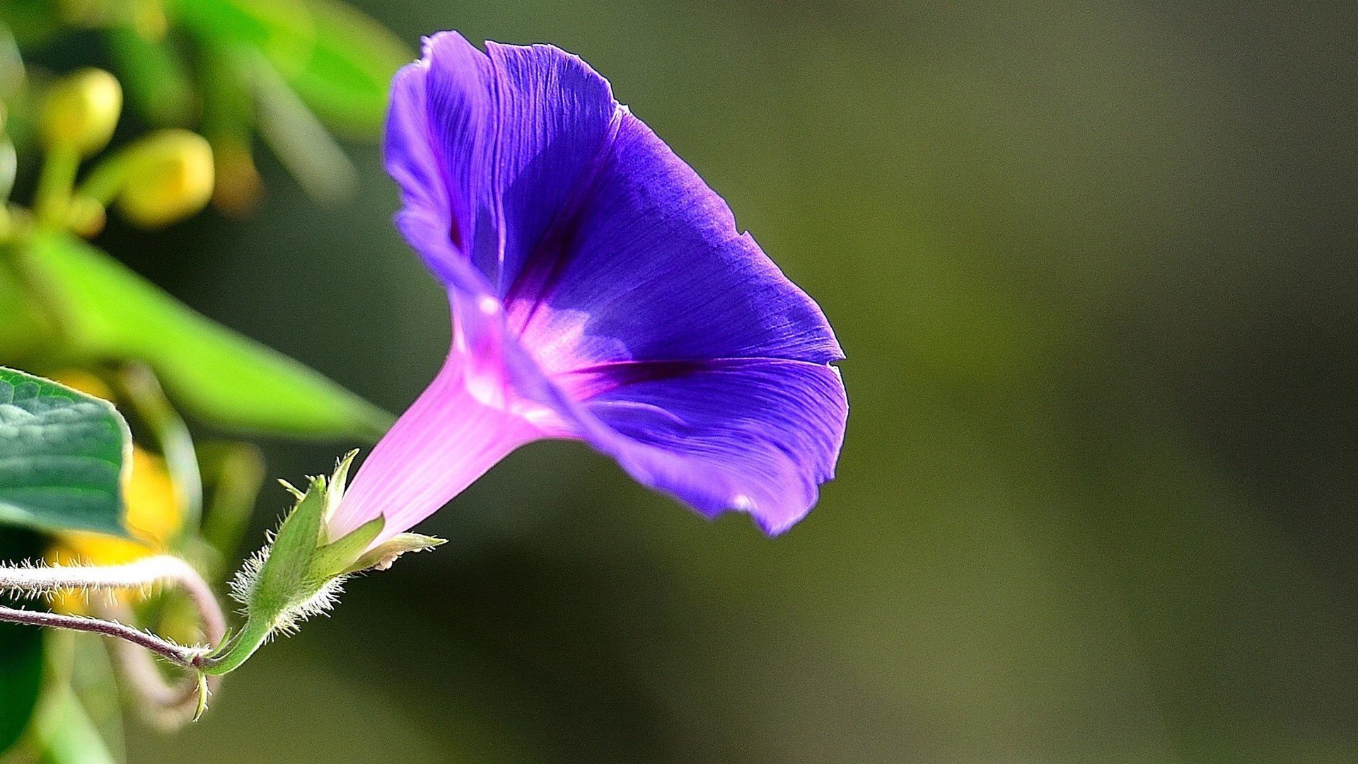 护眼壁纸,绿色,植物,高清,护眼,牵牛花