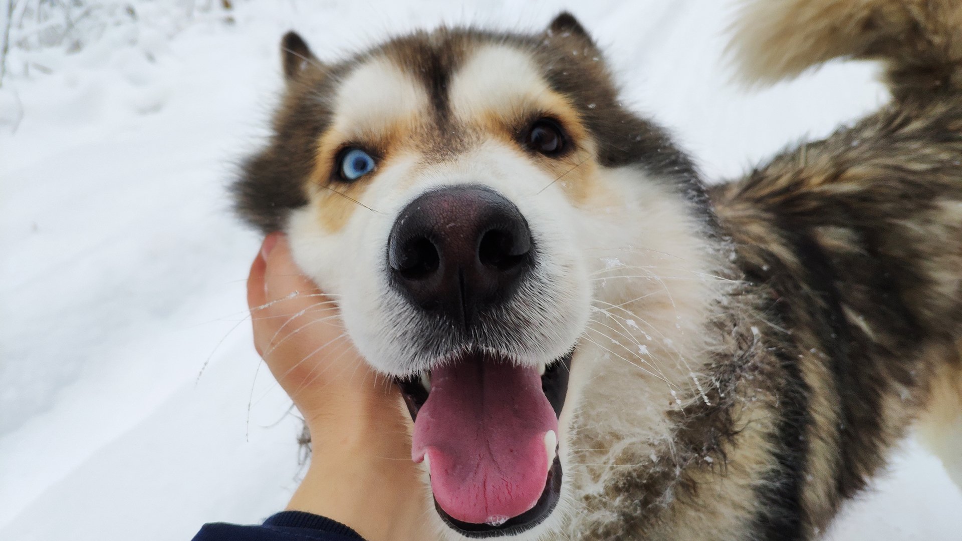 汪星人,雪橇犬,狗,可爱
