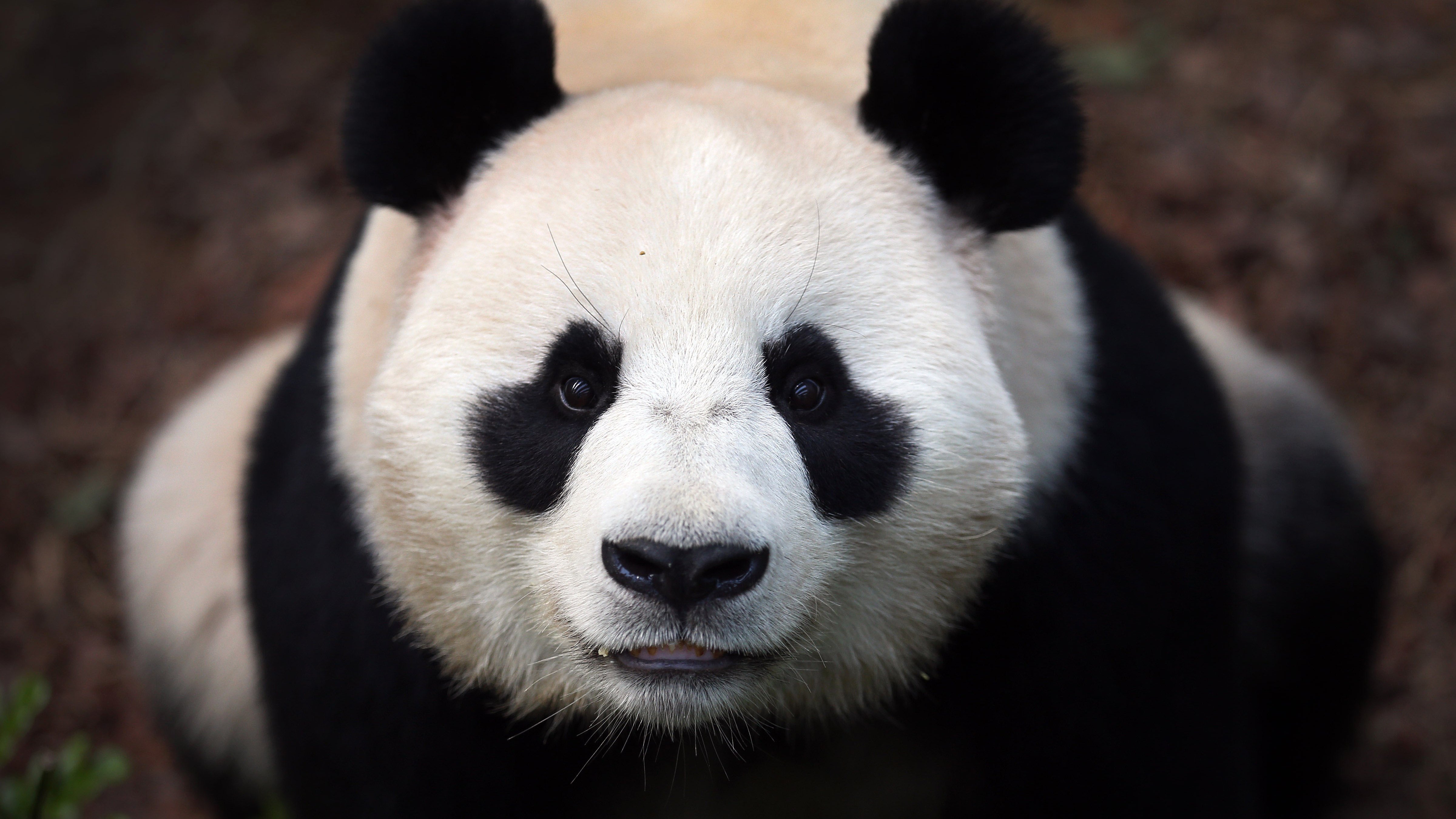 野生动物,熊猫,国宝,可爱