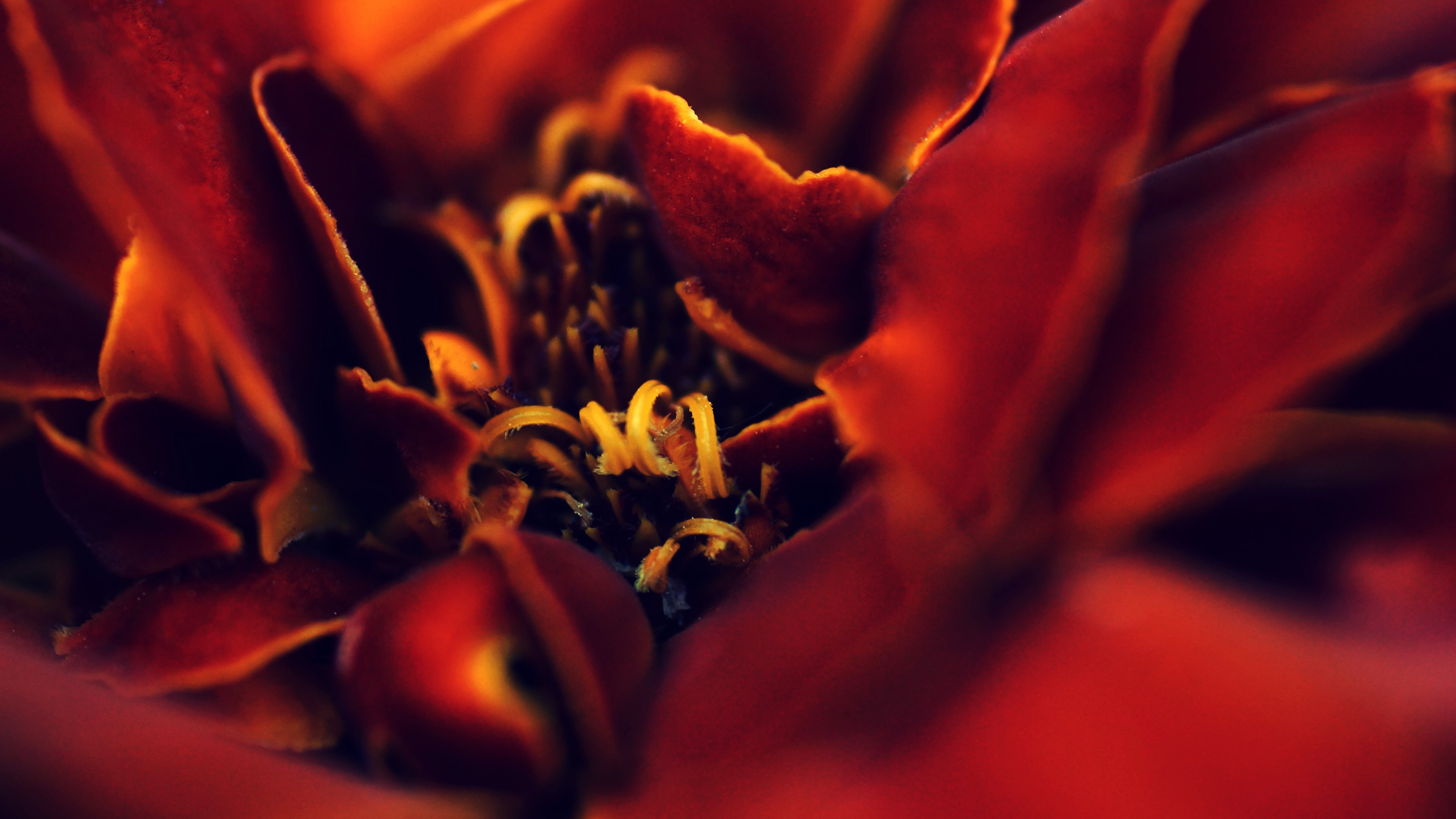 鸟语花香,花蕊,红色