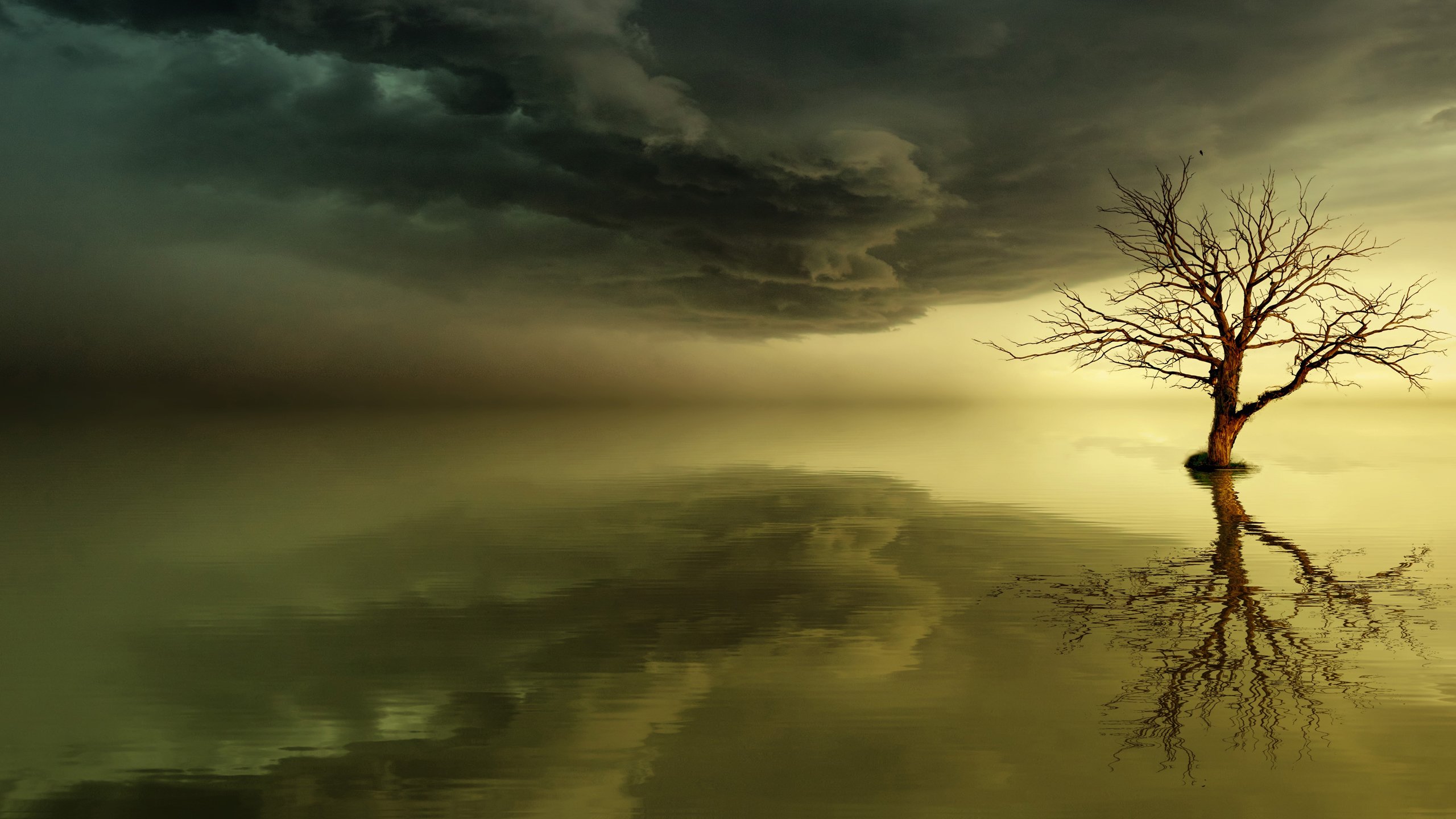 枯树,河流,黄昏,凄美