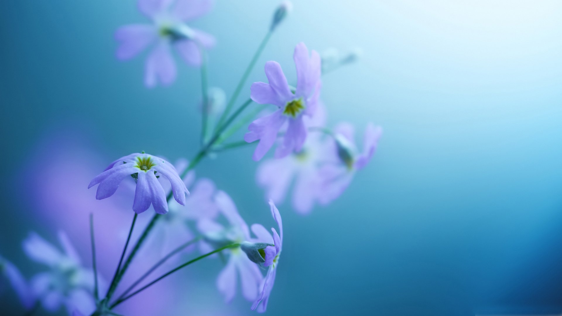 舒缓压力,植物,小清新,紫色