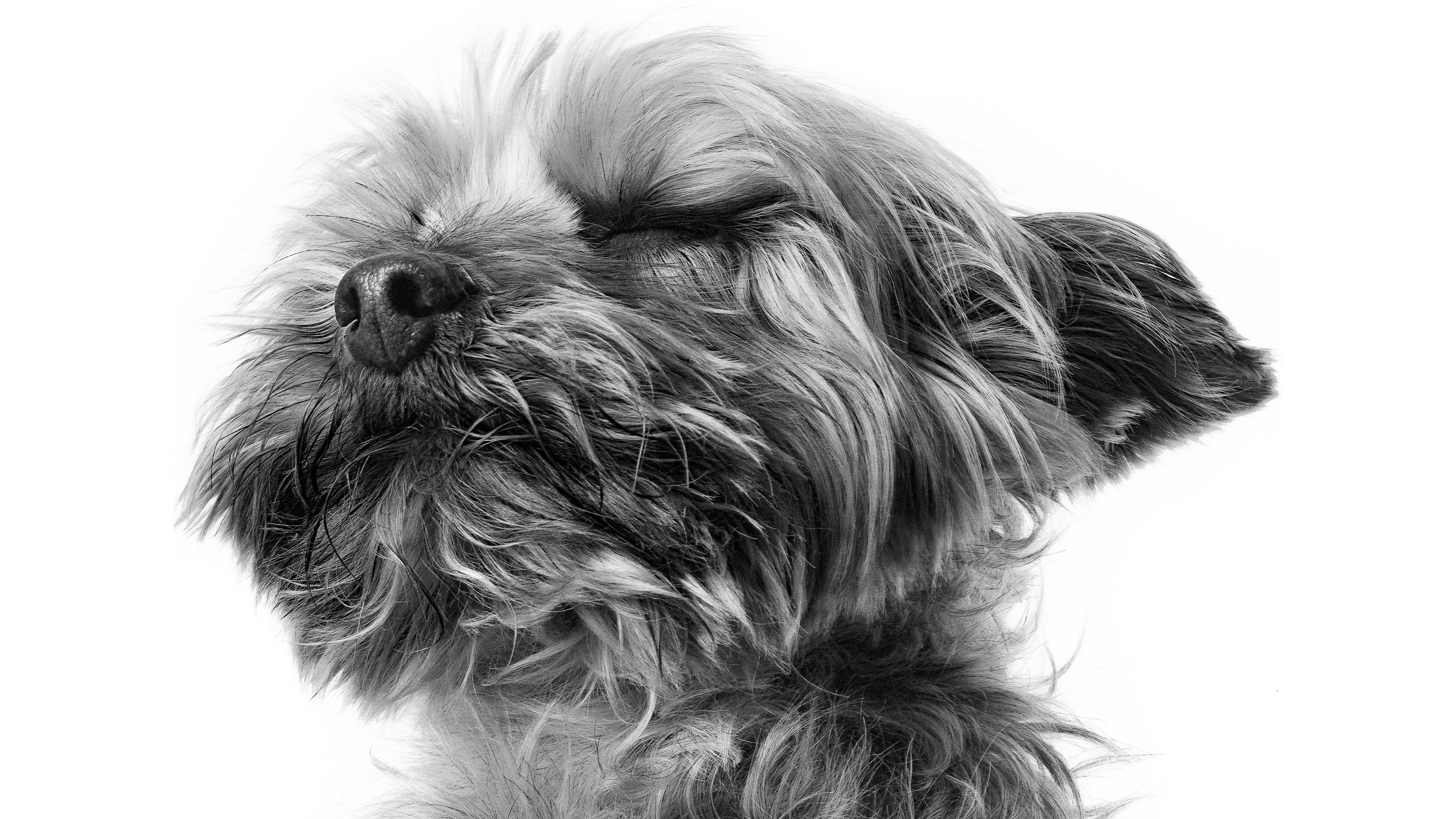 喵星人,狗,可爱,素描,复古