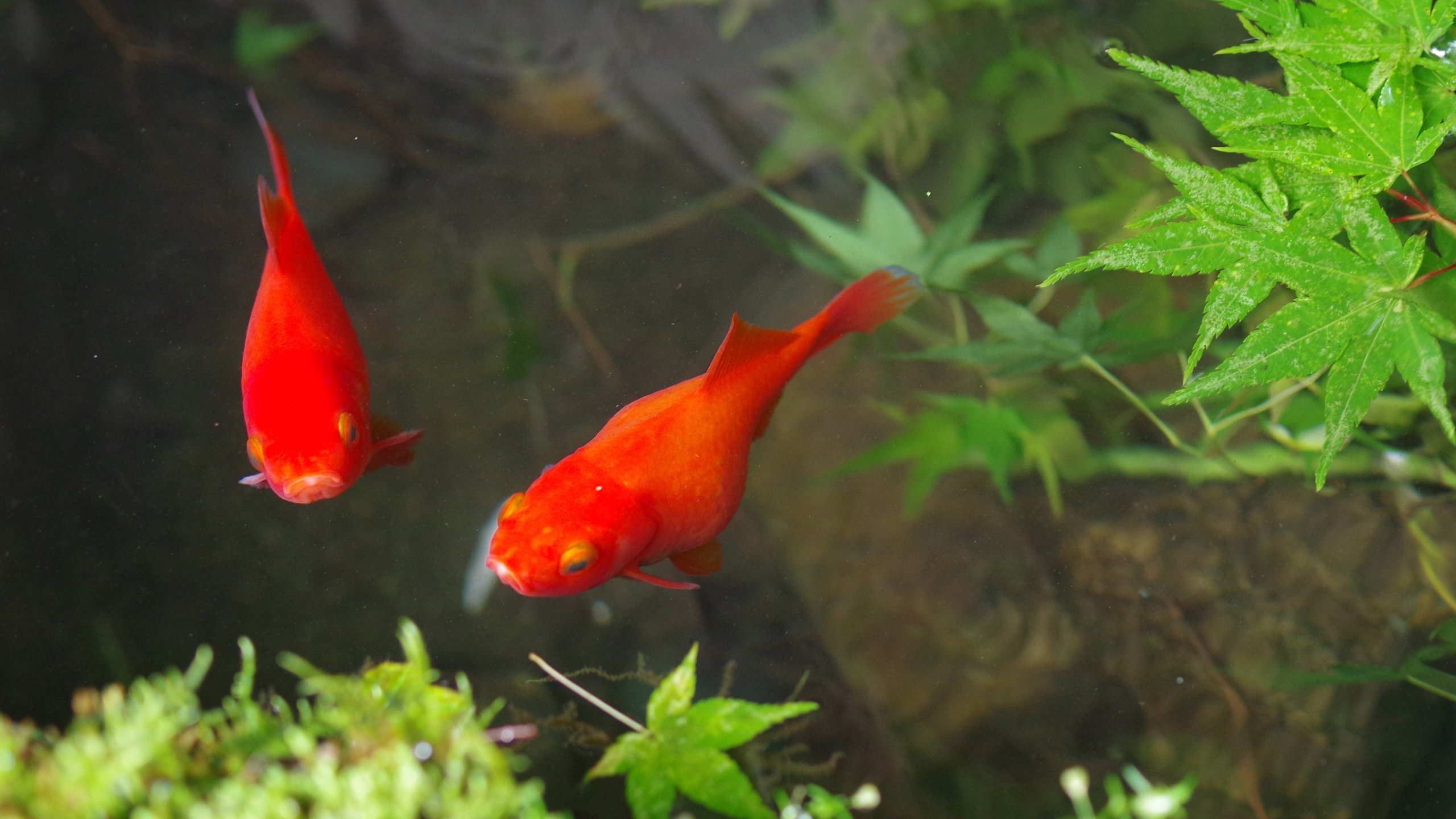 海底世界,金鱼,红色,锦鲤