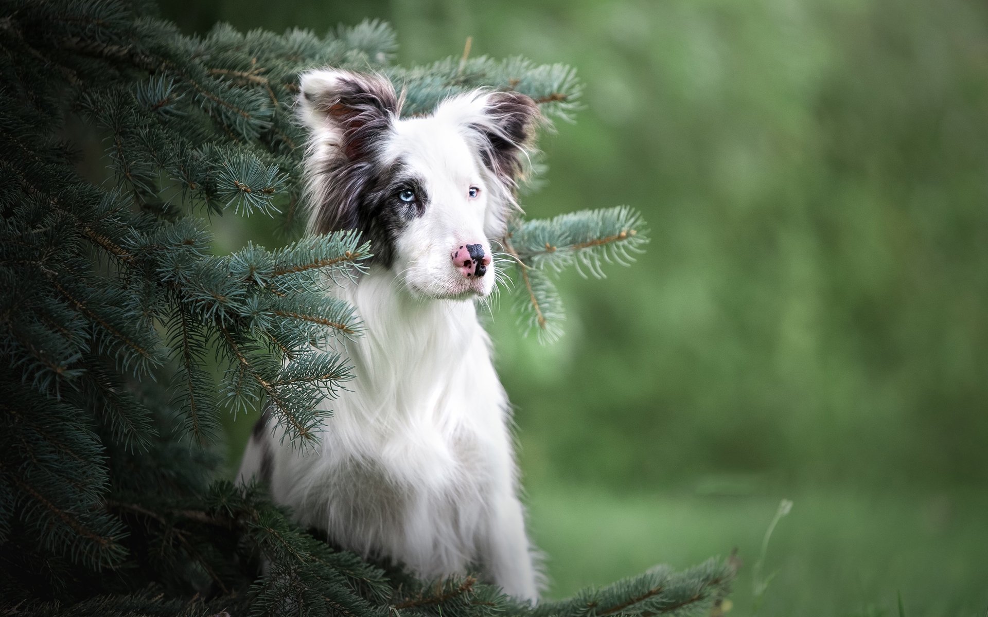 汪星人,安静的小狗,可爱,呆萌