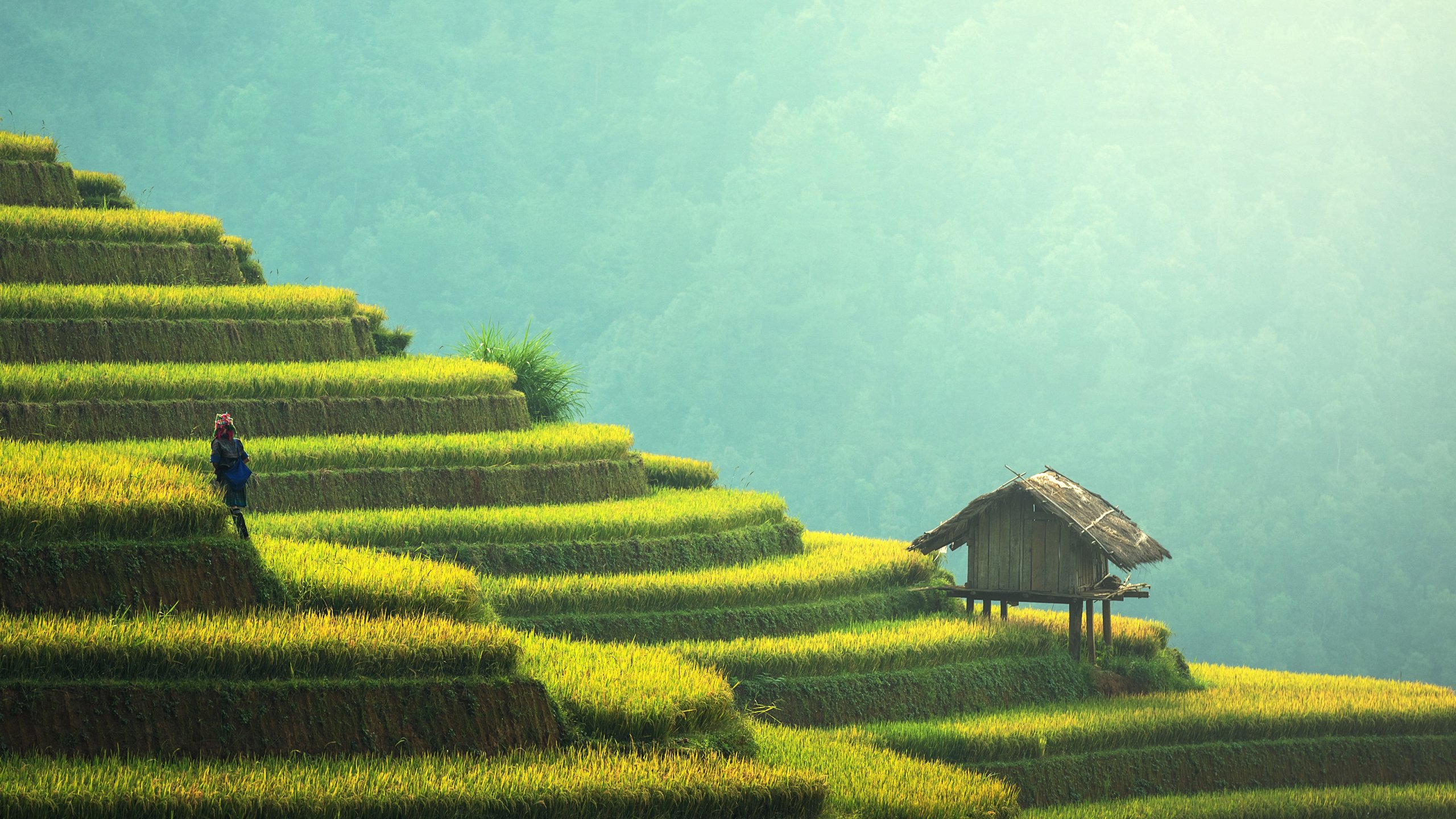 春意盎然,收货,梯田,农村