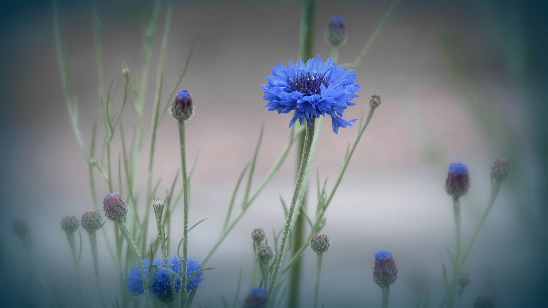 舒缓压力,植物,小清新,紫色