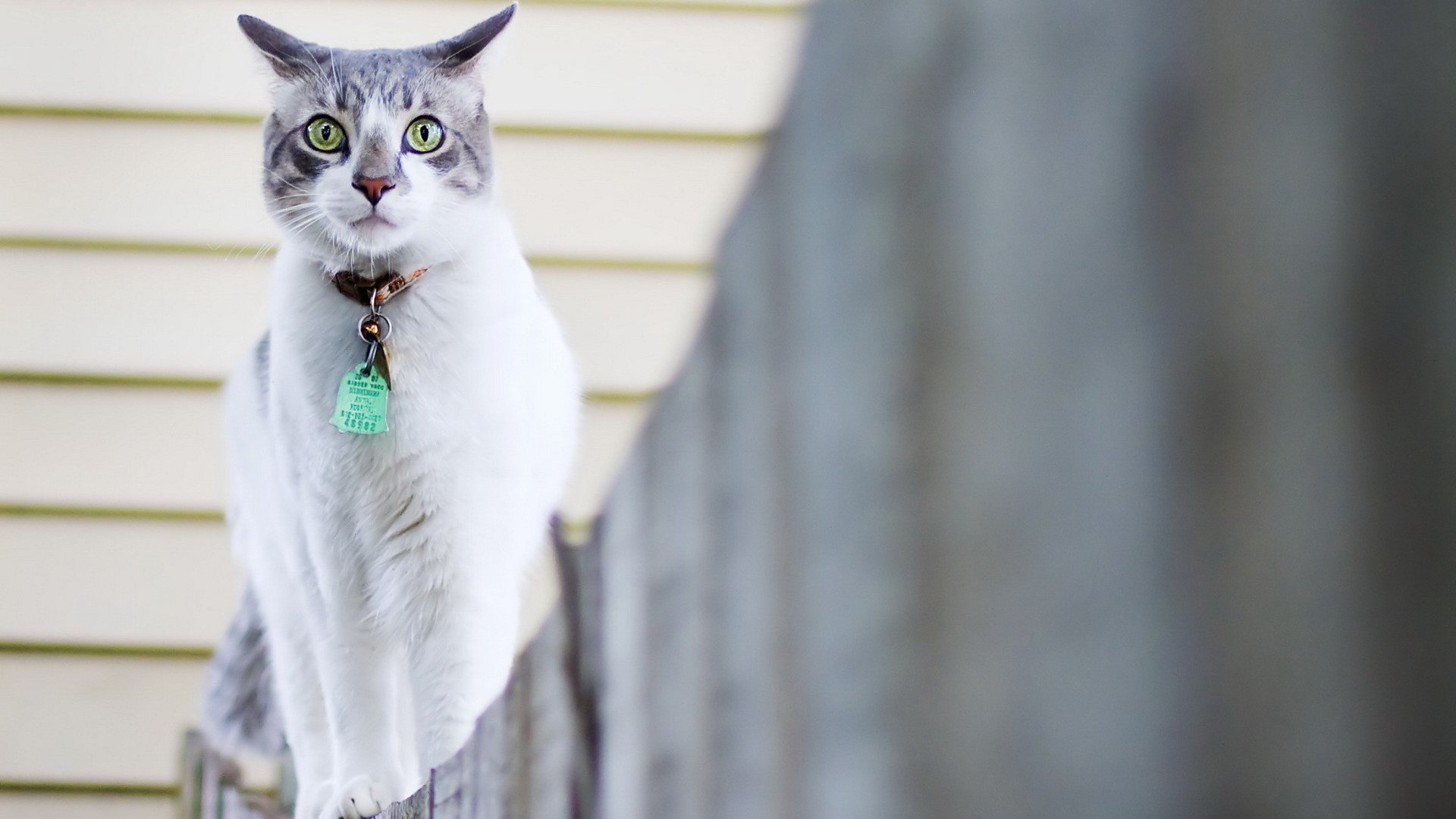 喵星人,猫咪,白色,可爱