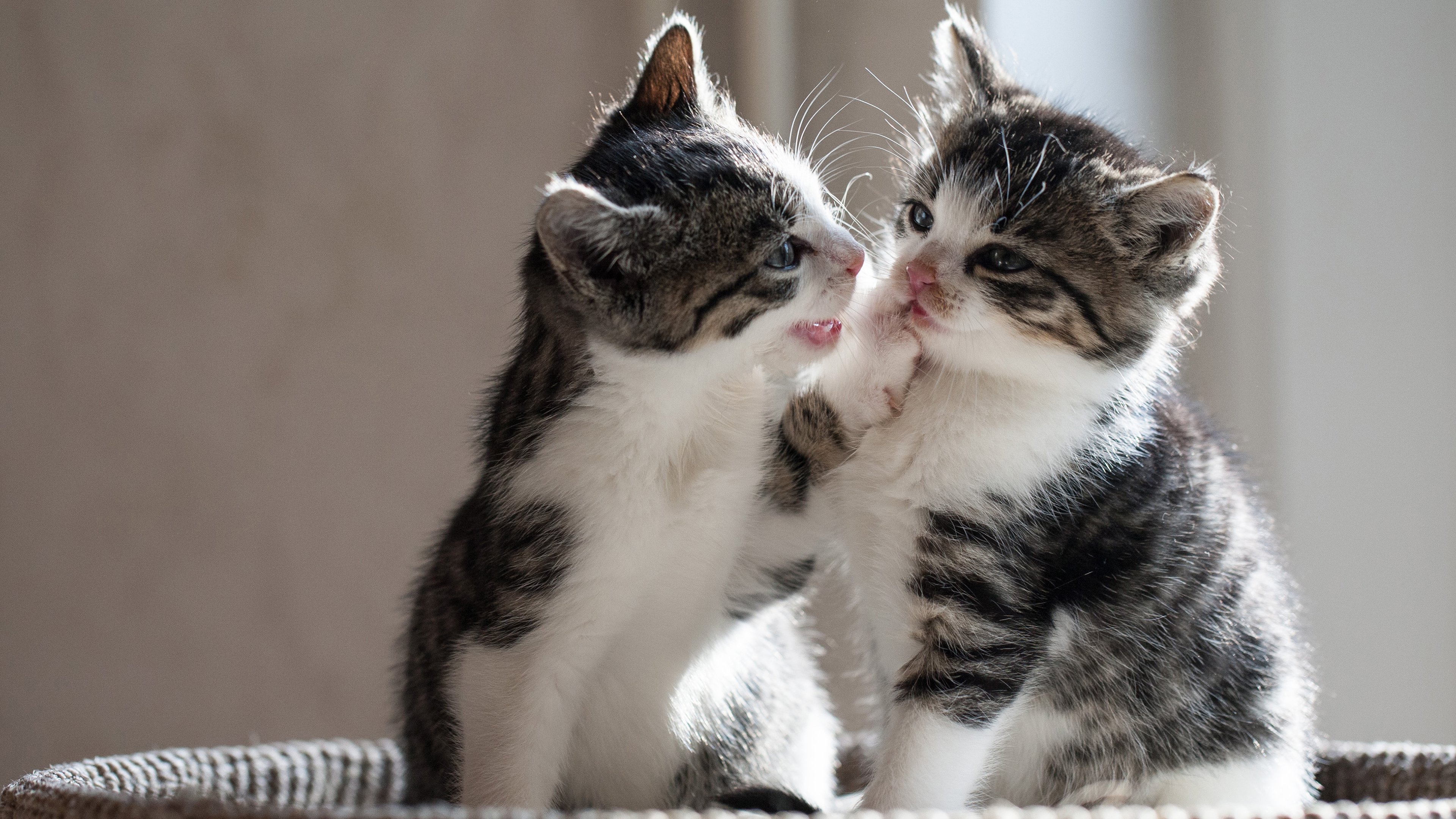 喵星人,猫咪,可爱