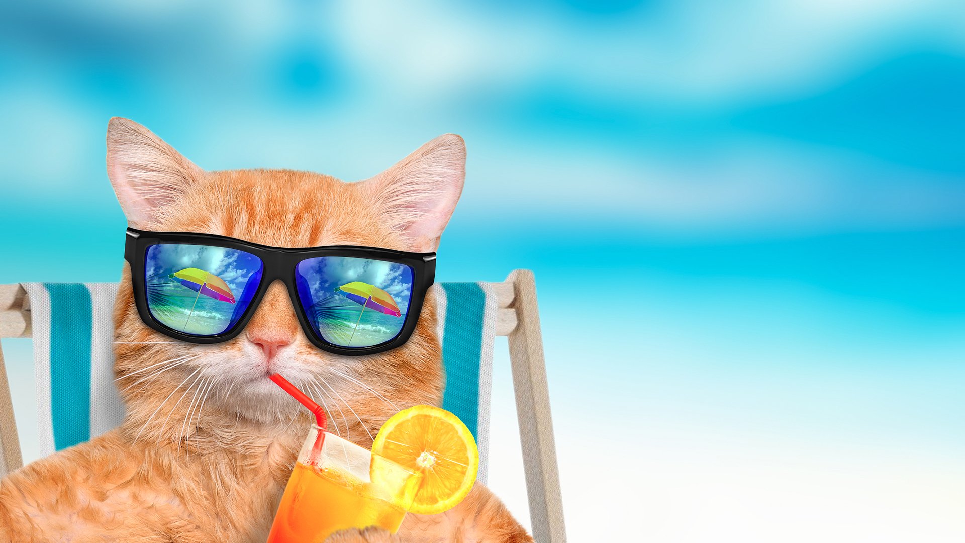 萌宠,喵星人,猫