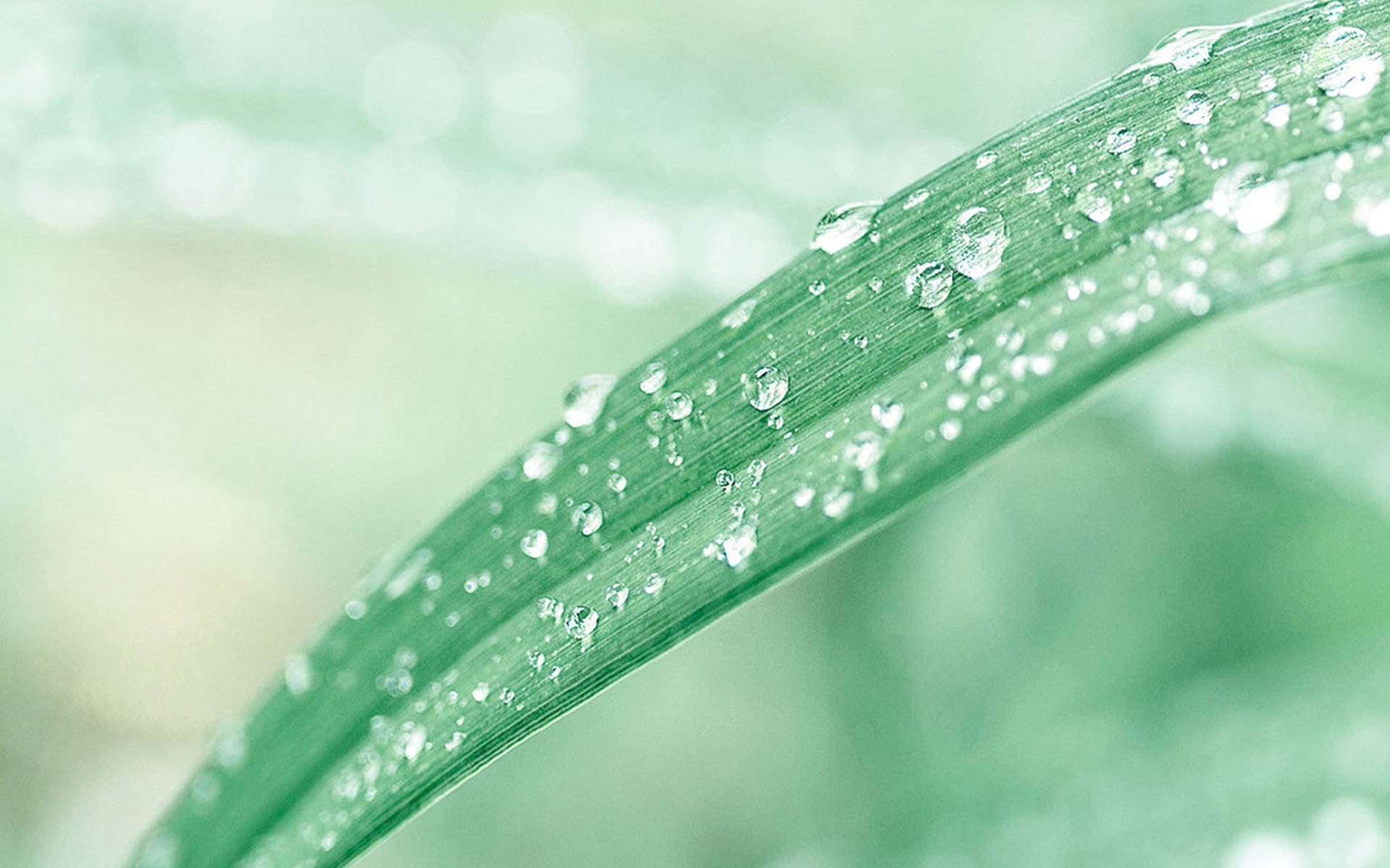 小清新,护眼壁纸,绿色