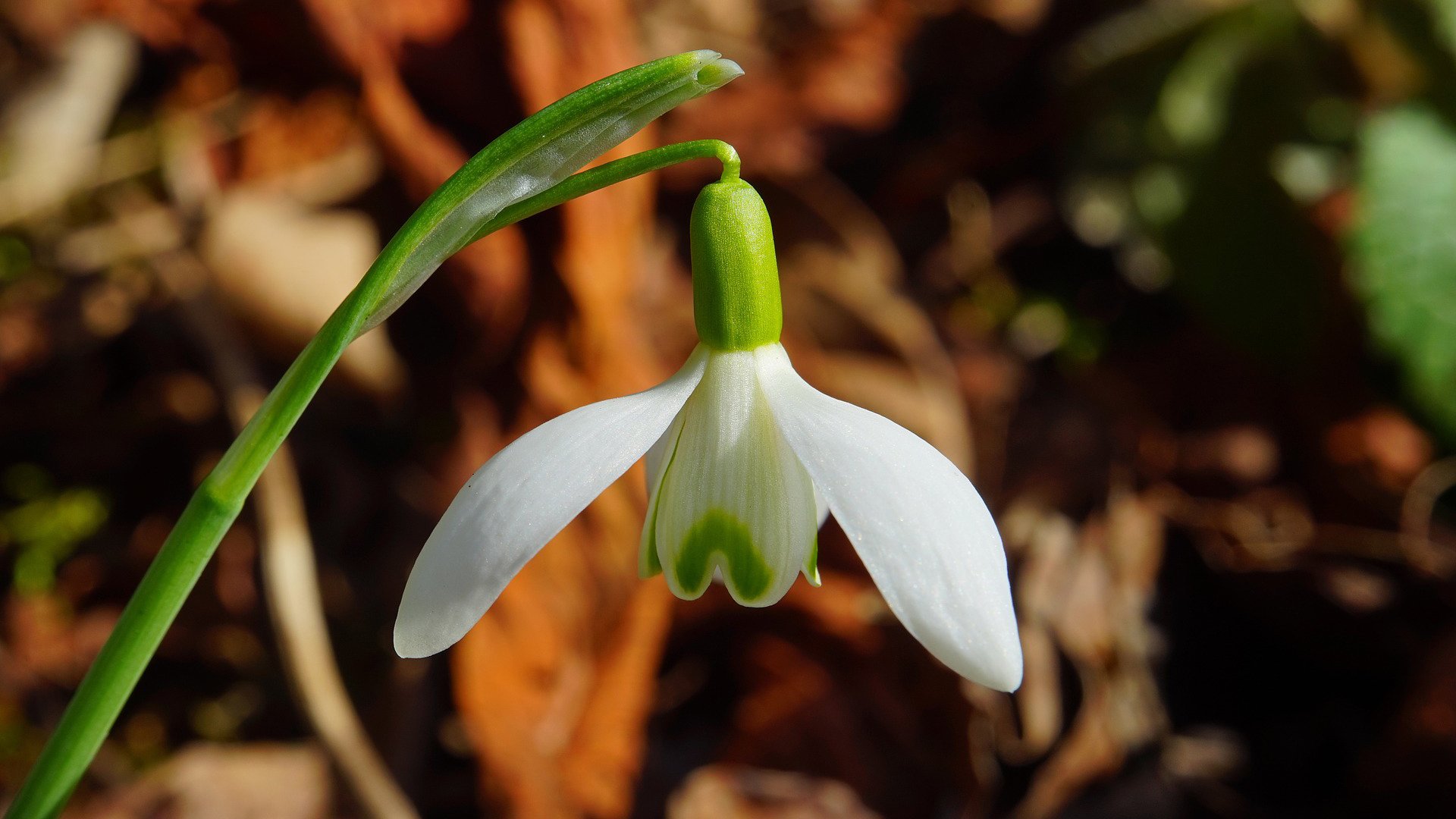 护眼壁纸,小花,写真
