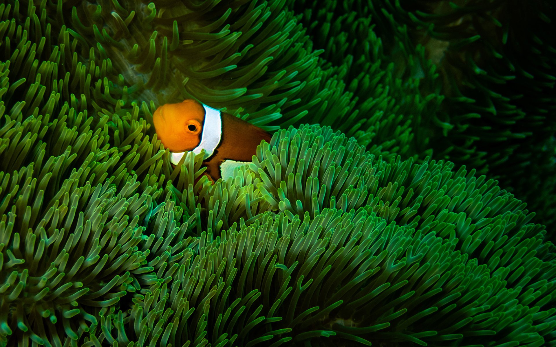 萌宠动物,海底世界,小丑鱼