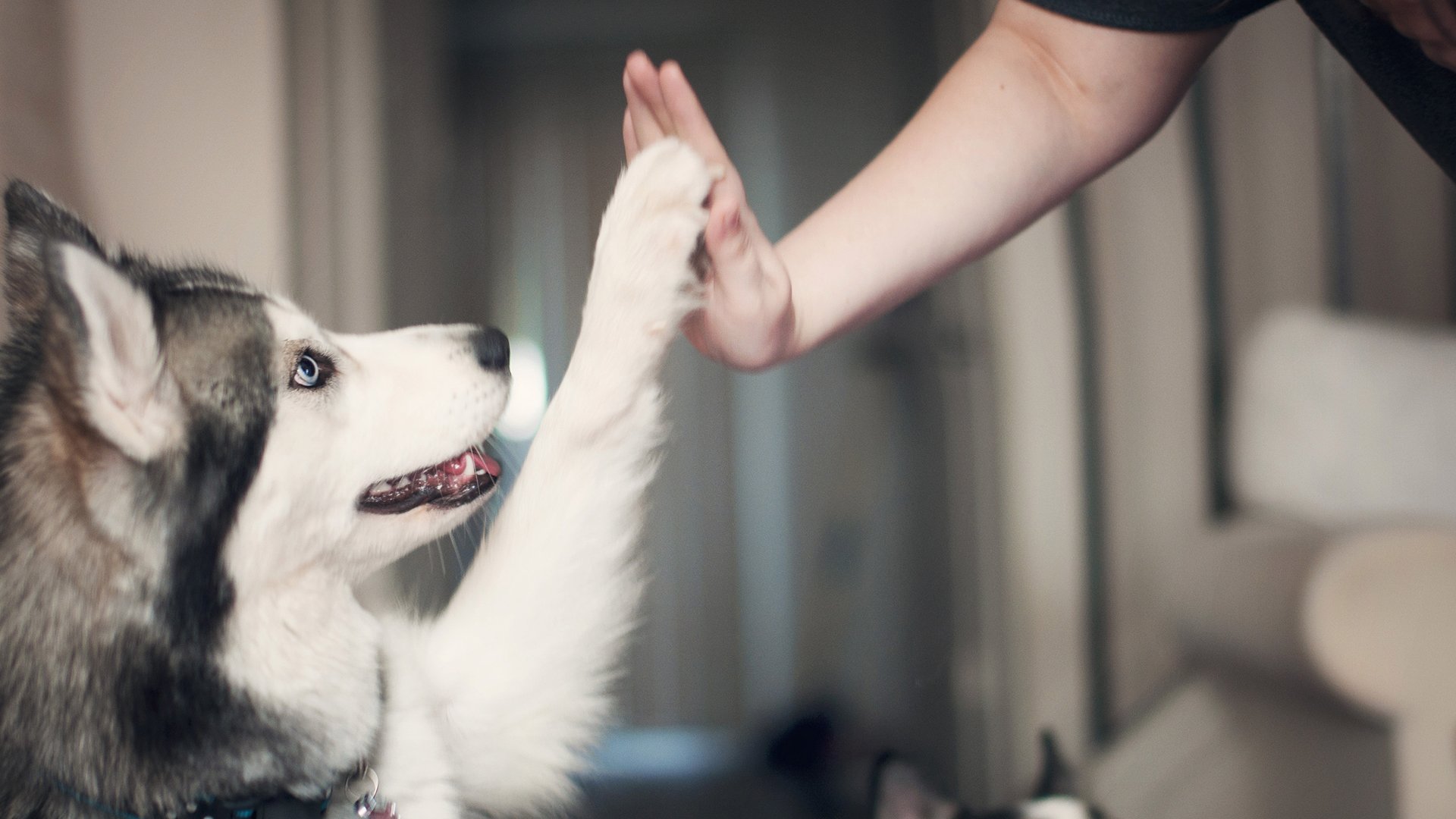 萌宠,汪星人,哈士奇