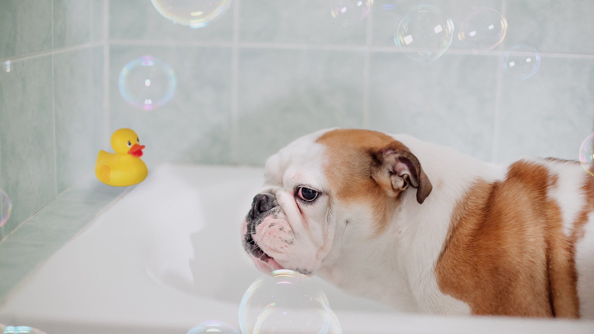 萌宠动物,汪星人