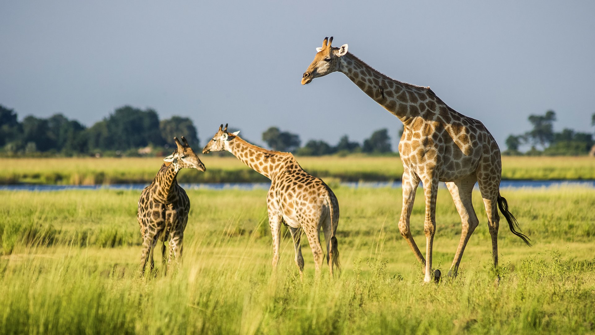 萌宠动物,野生动物,长颈鹿