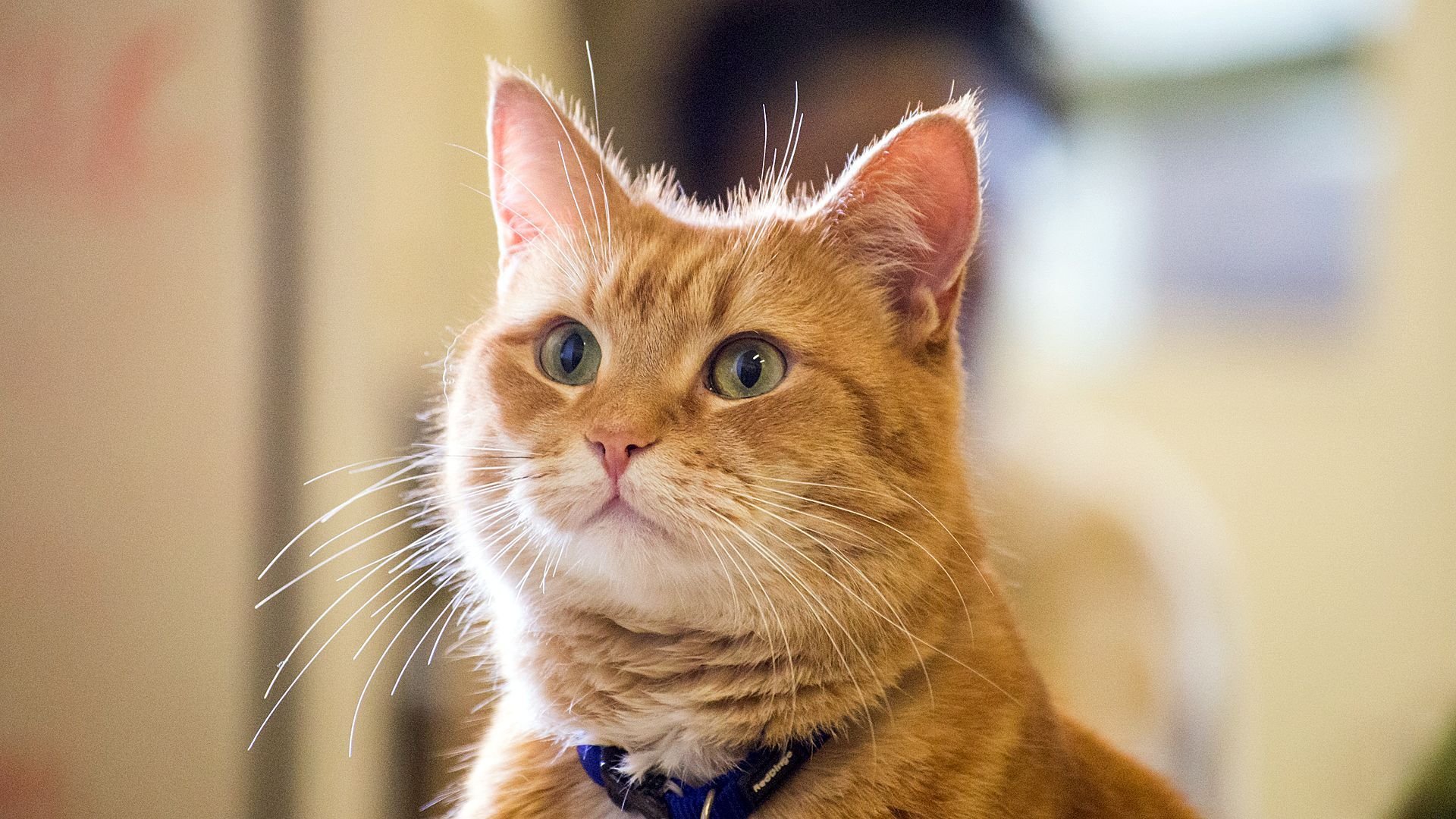 萌宠动物,流浪猫鲍勃