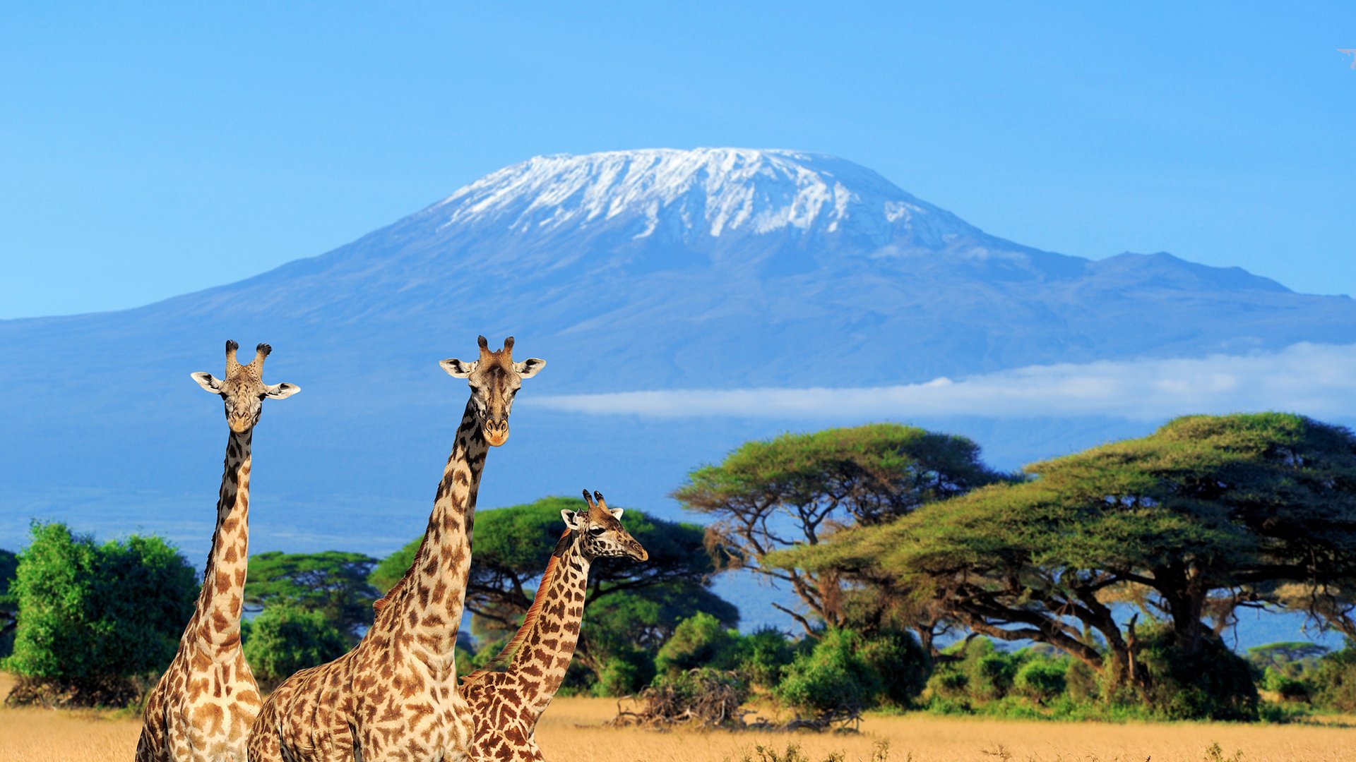 萌宠,野生动物,长颈鹿