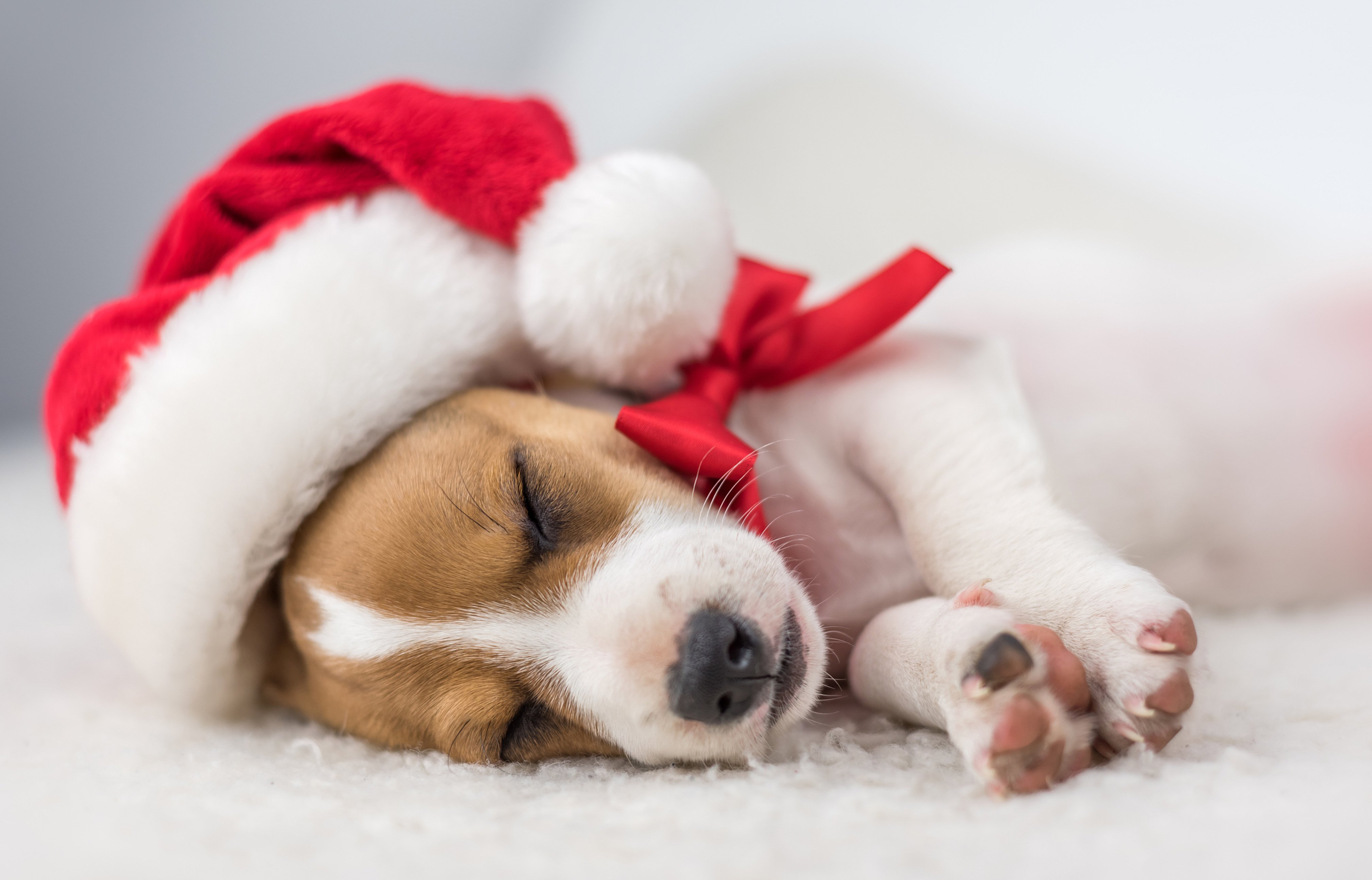 萌宠动物,汪星人,圣诞,狗