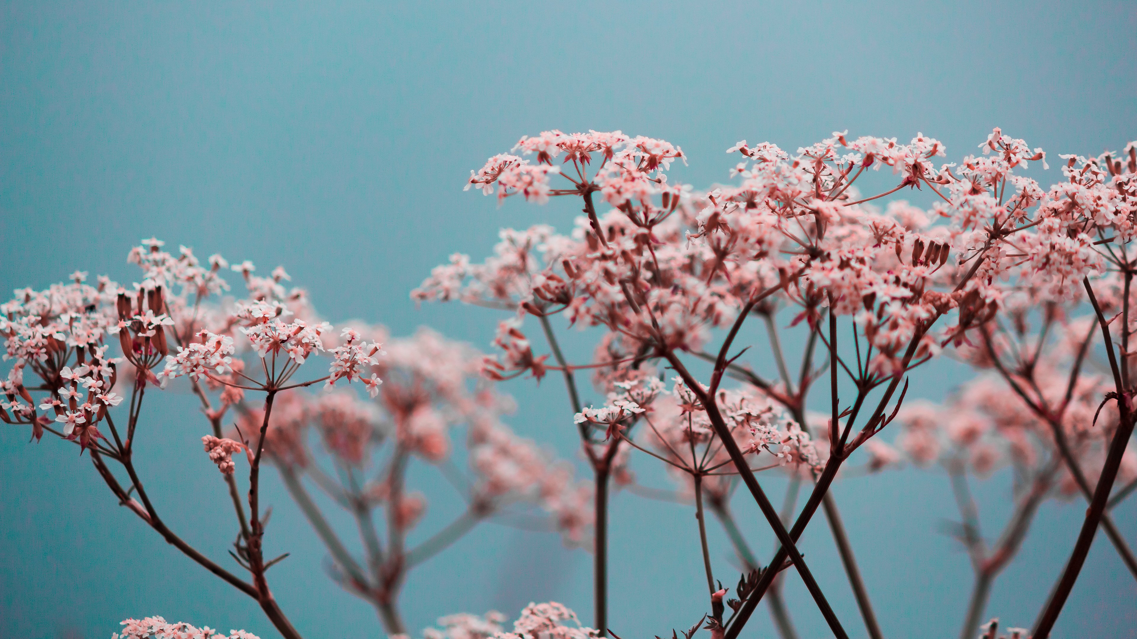 舒缓压力,小花花,粉红