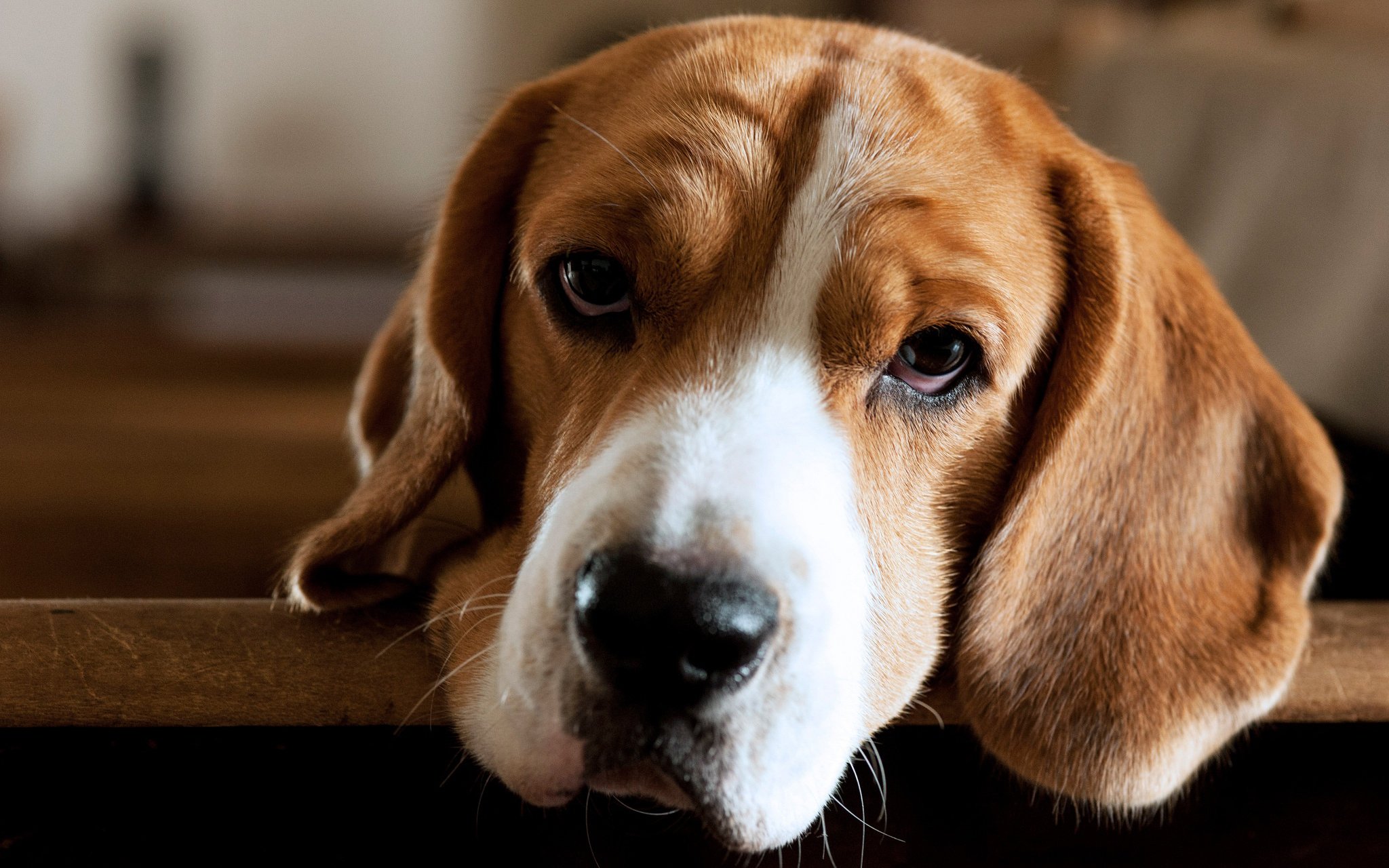 汪星人,懒狗,可爱,萌