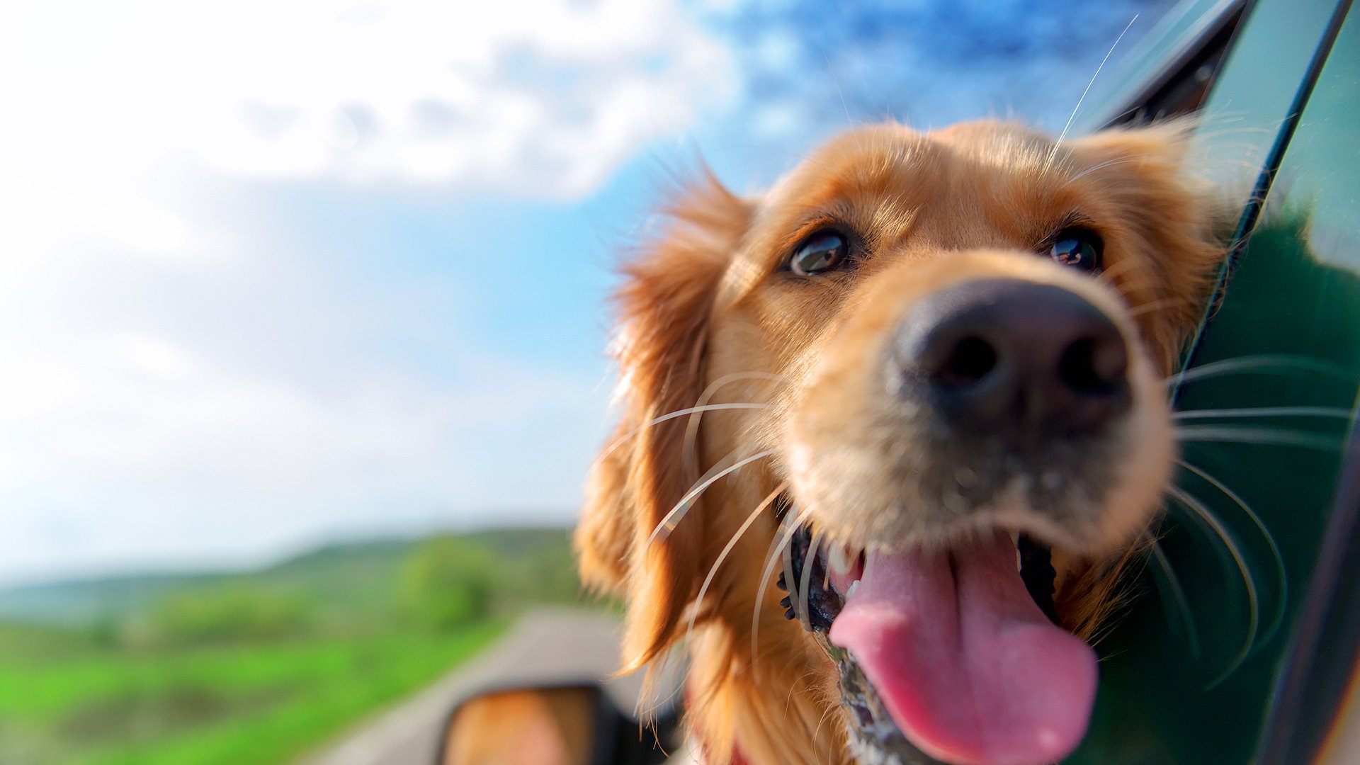 萌宠动物,汪星人,狗