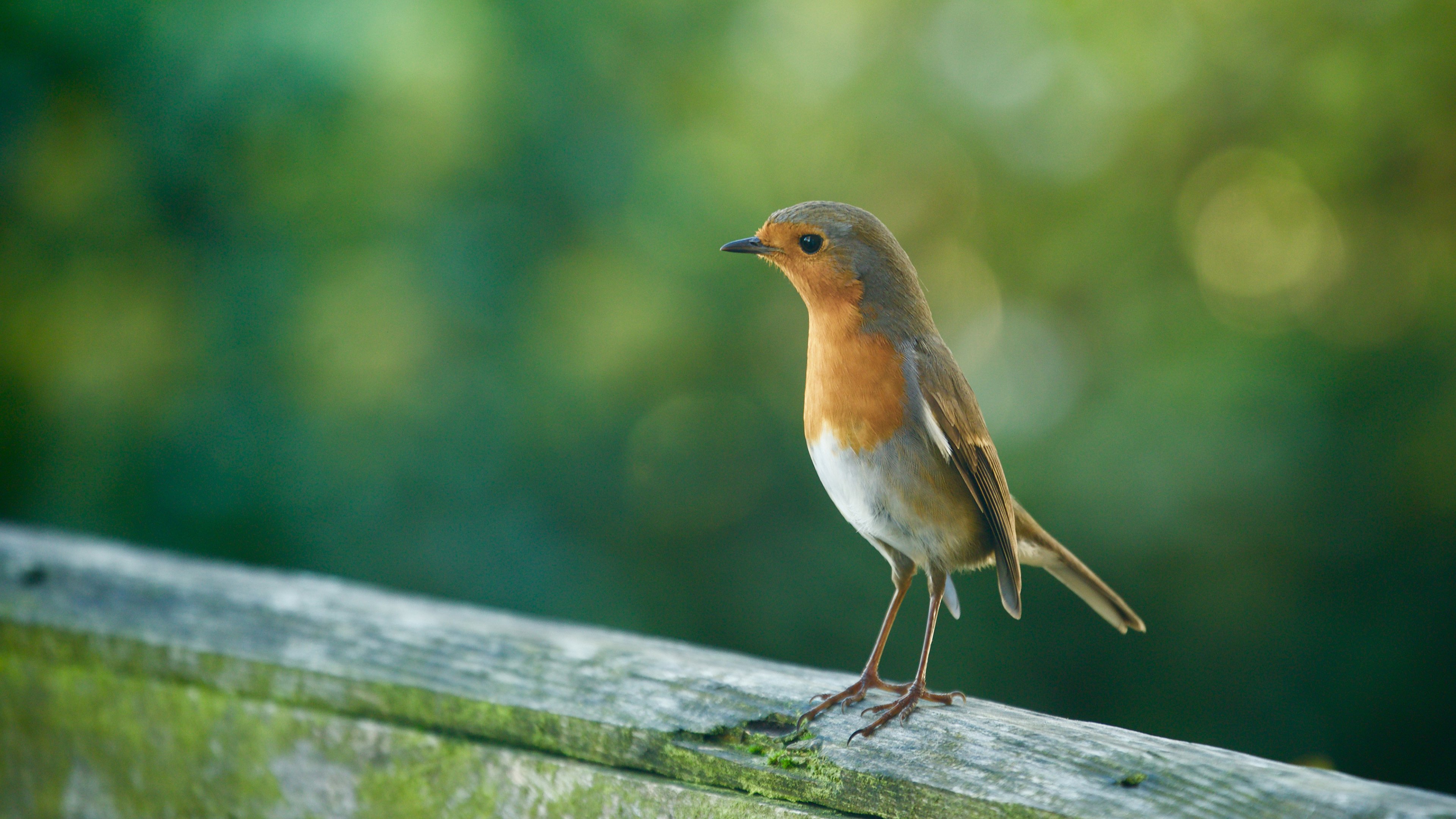 小鸟,动物,绿色