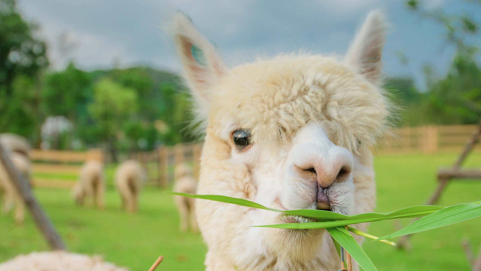 萌宠,野生动物,羊驼