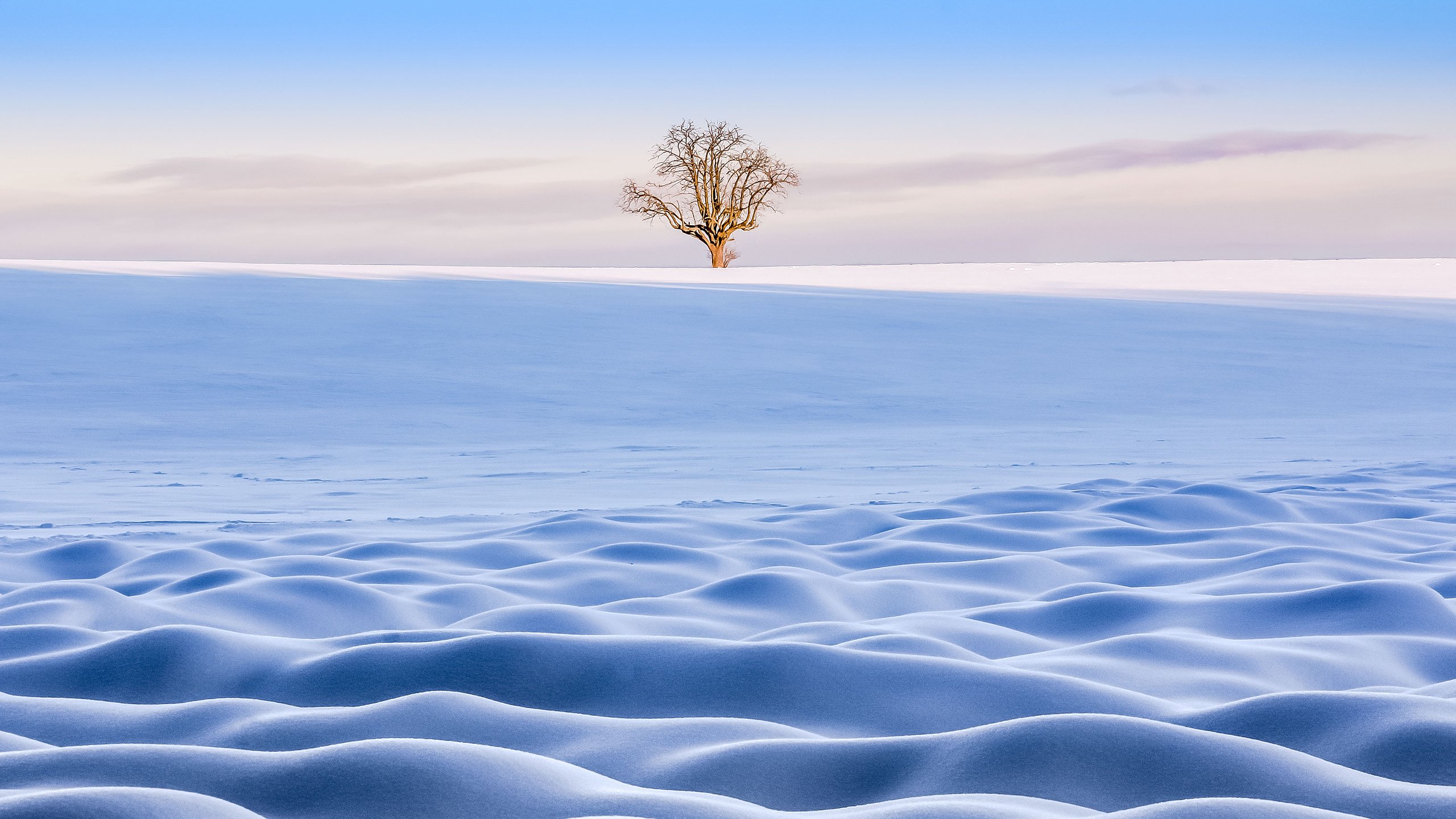 冰天雪地,孤独,树木,白雪